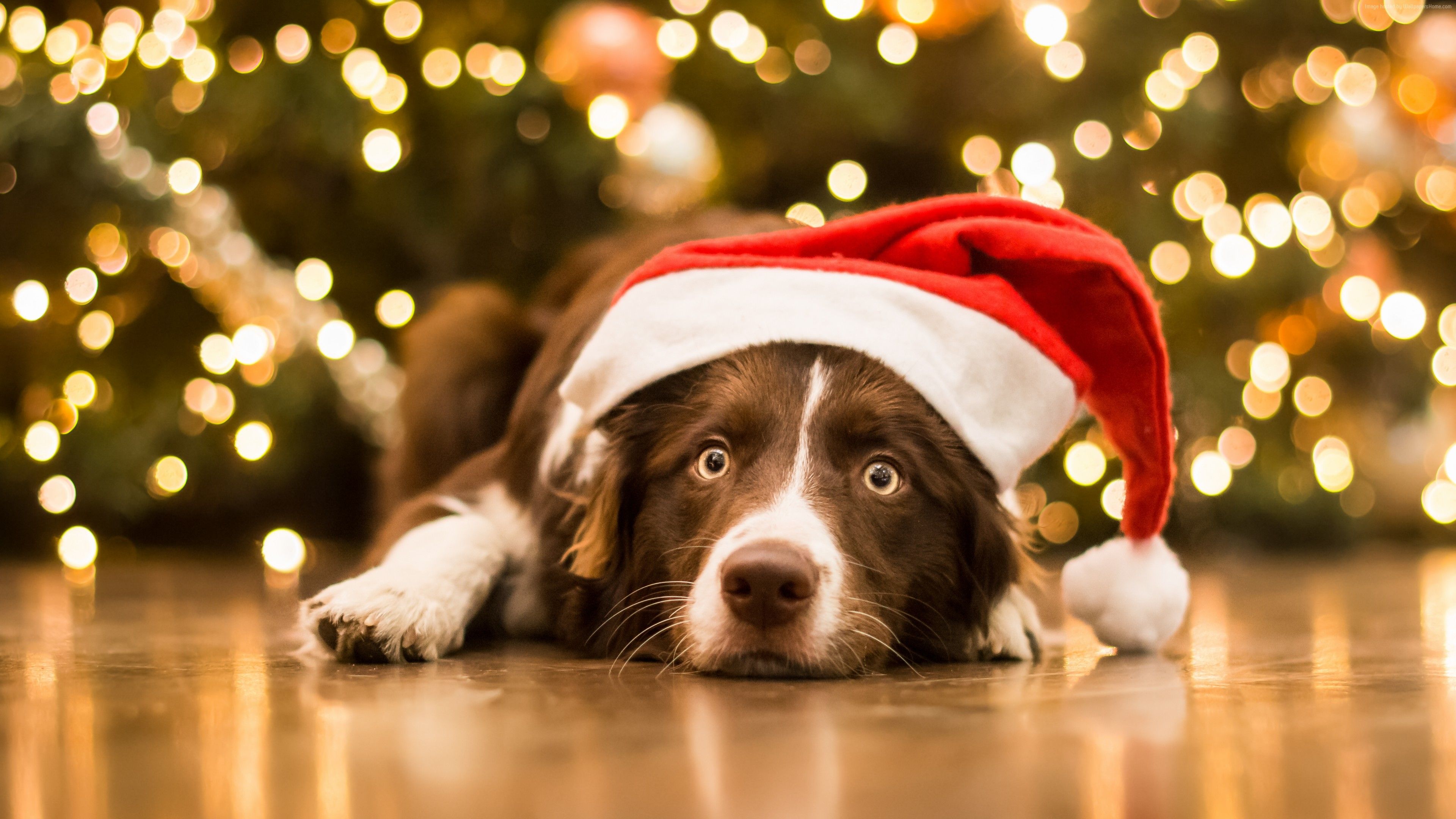 Wallpaper Christmas, New Year, dog, cute animals, 5k, Animals Wallpaper Download Resolution 4K Wallpaper