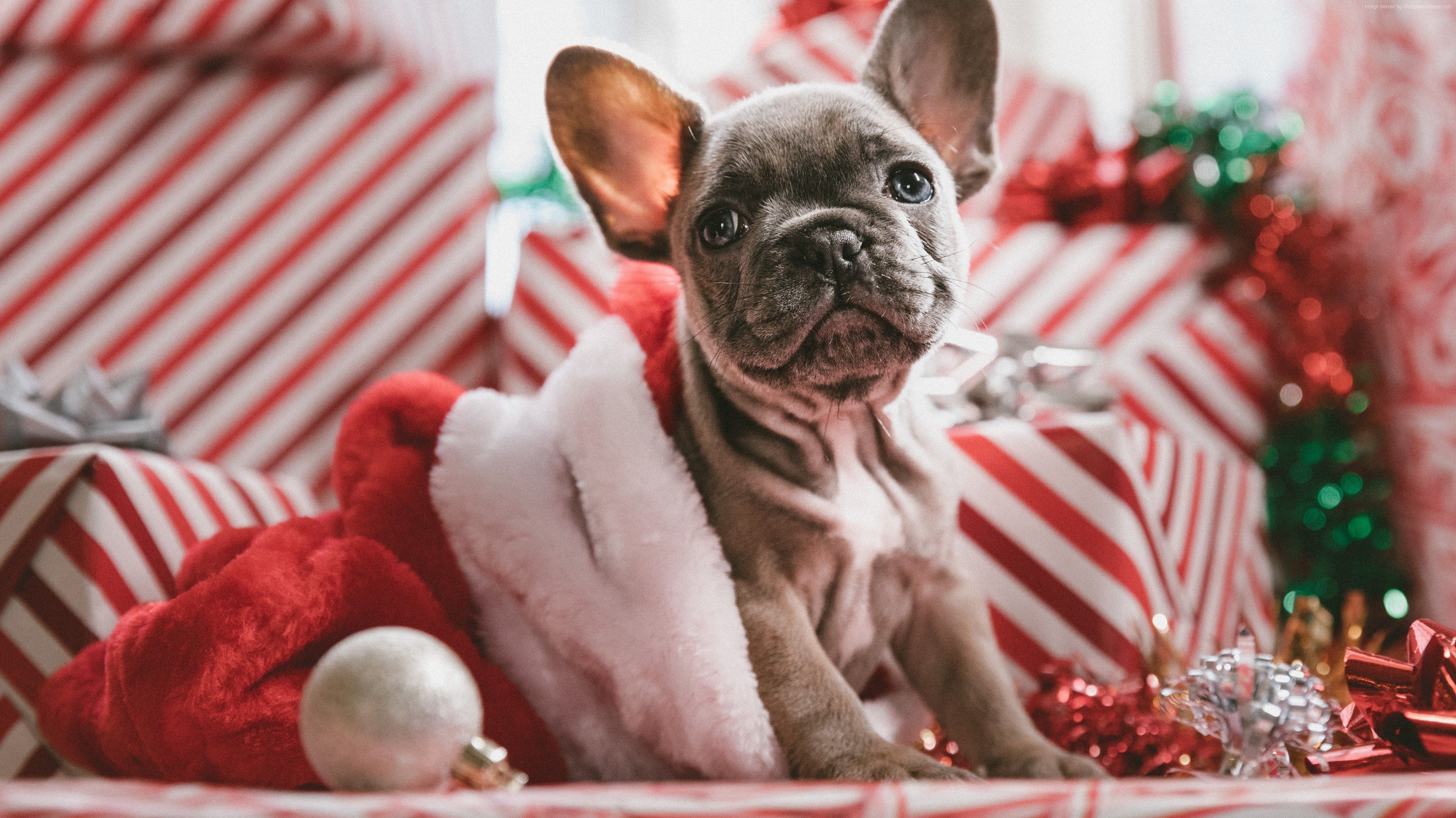 Wallpaper Christmas, New Year, puppy, cute animals, 5k, Animals Wallpaper Download Resolution 4K Wallpaper