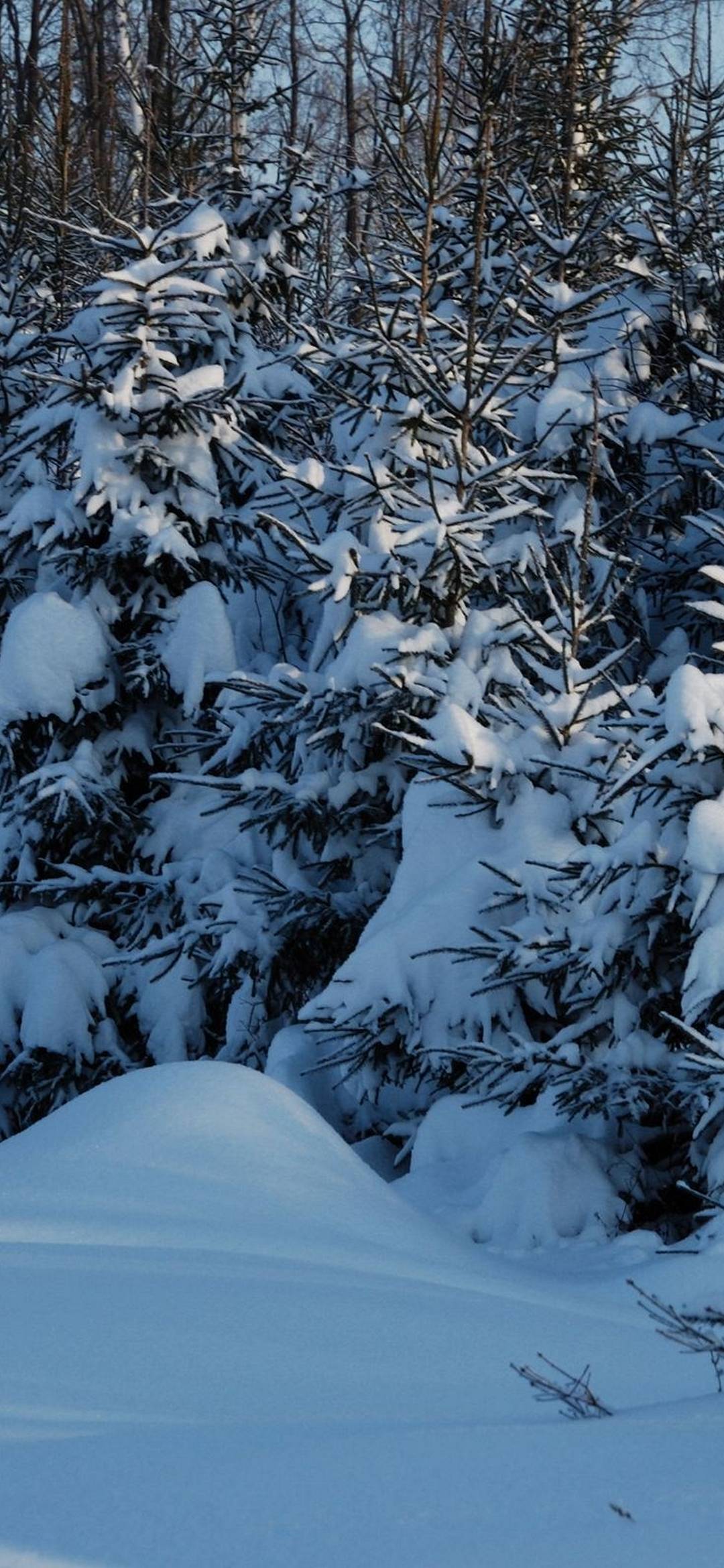 Winter Fir Trees Snow [1080x2340]