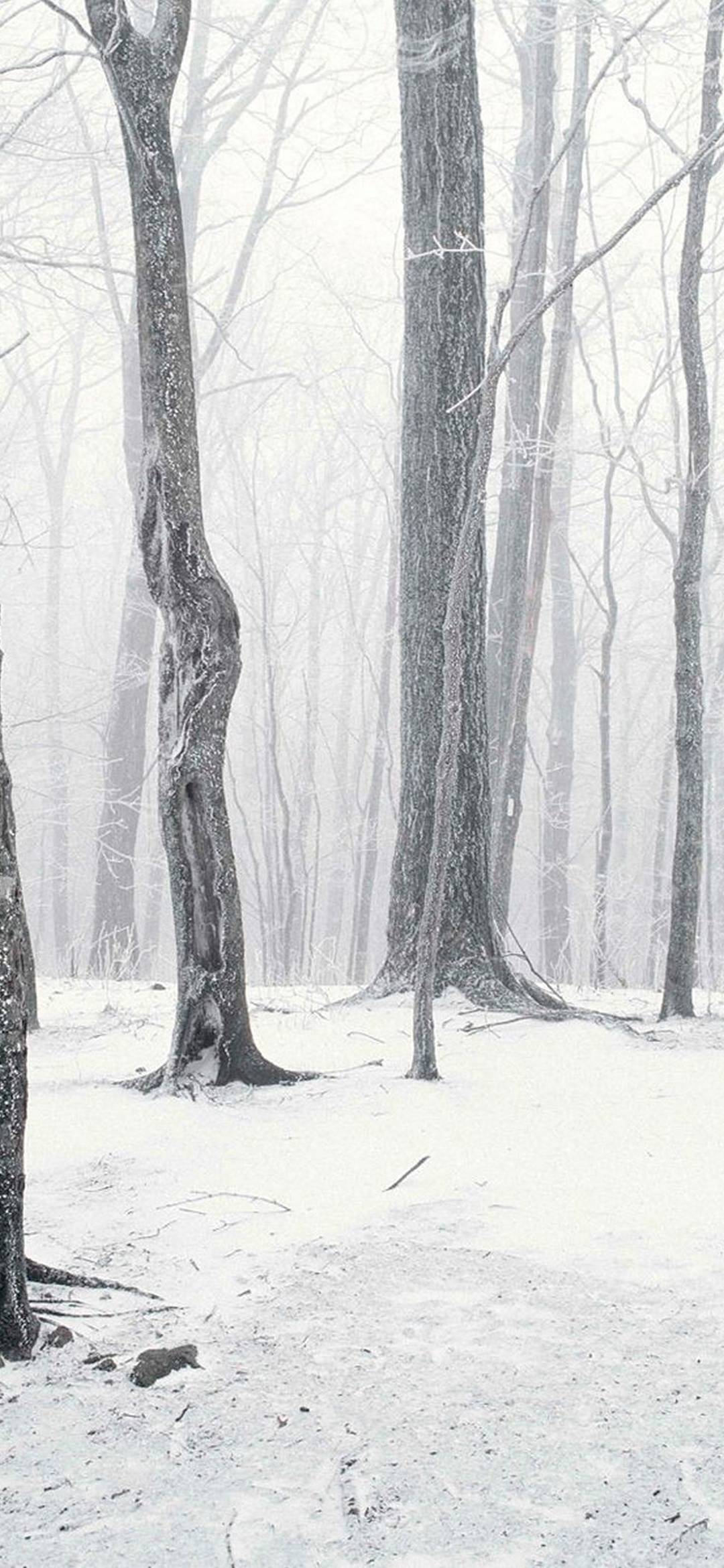 Trees Winter Snow - [1080x2340]