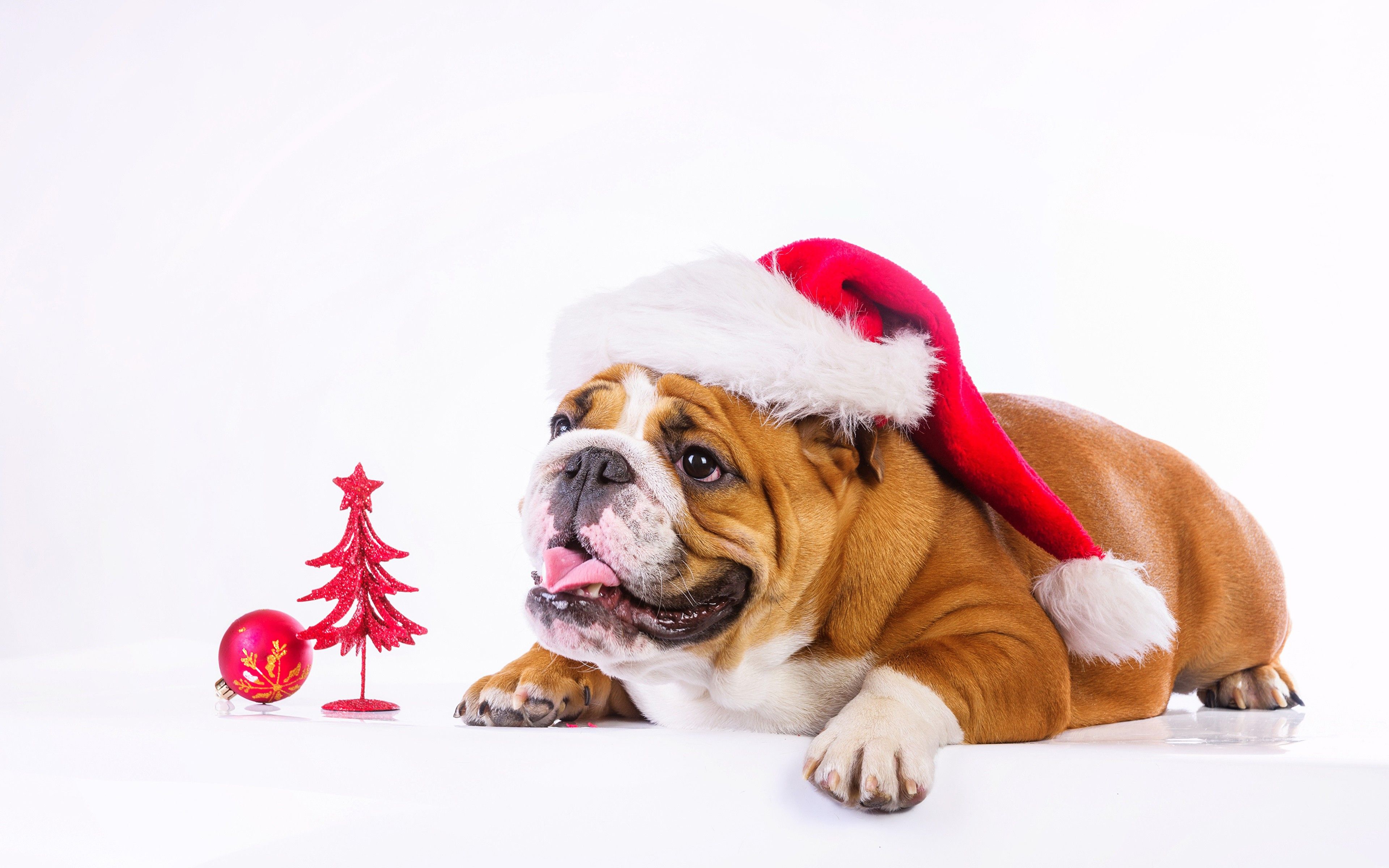k, #New Year, #dog, #cute animals, #Christmas. Mocah.org HD Wallpaper