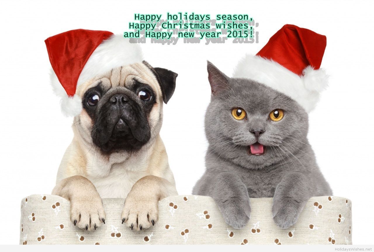 Creative Animals New Year Wallpaper For 2015