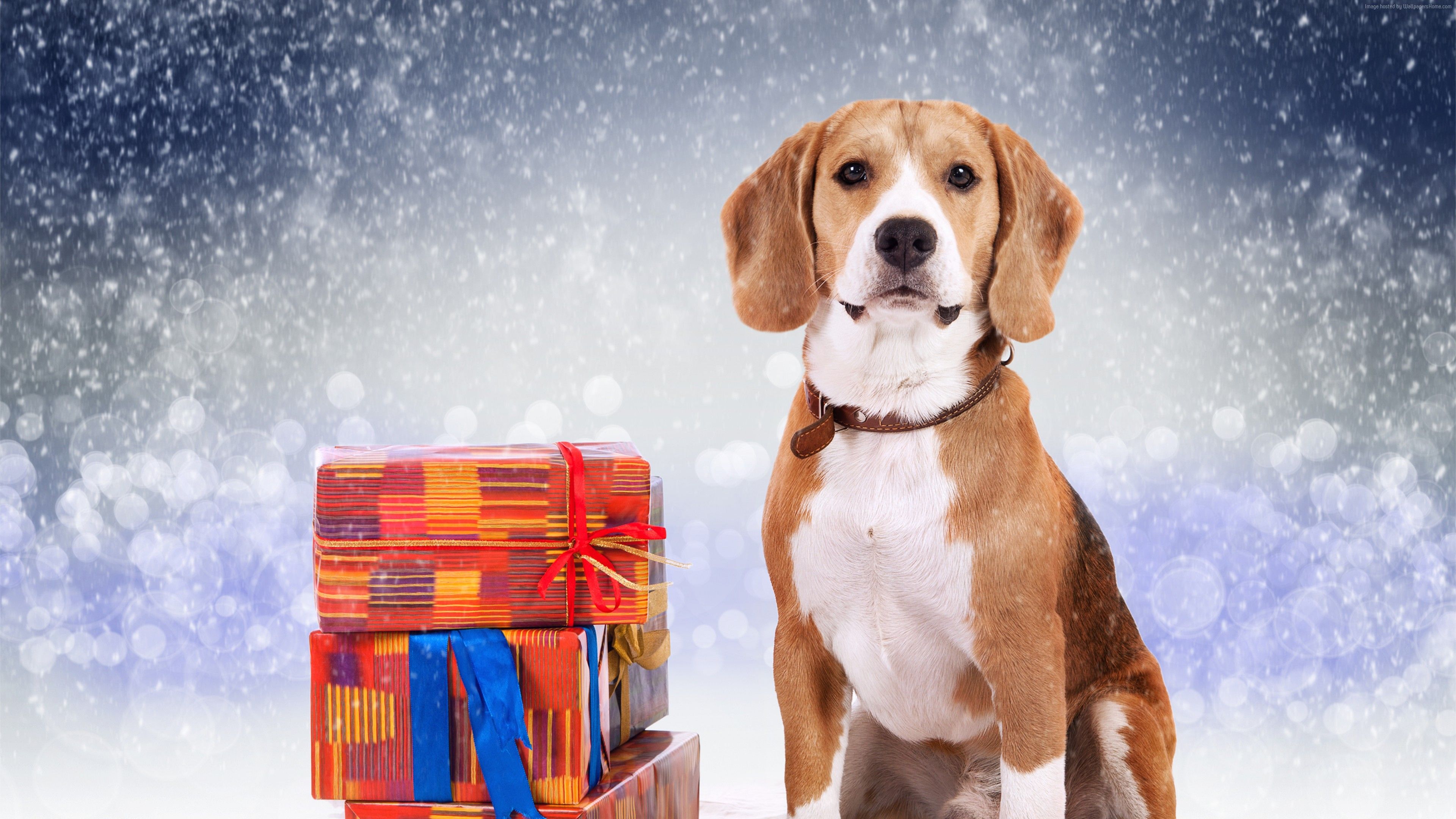 Wallpaper dog, cute animals, Christmas, New Year, 5k, Holidays Wallpaper Download Resolution 4K Wallpaper