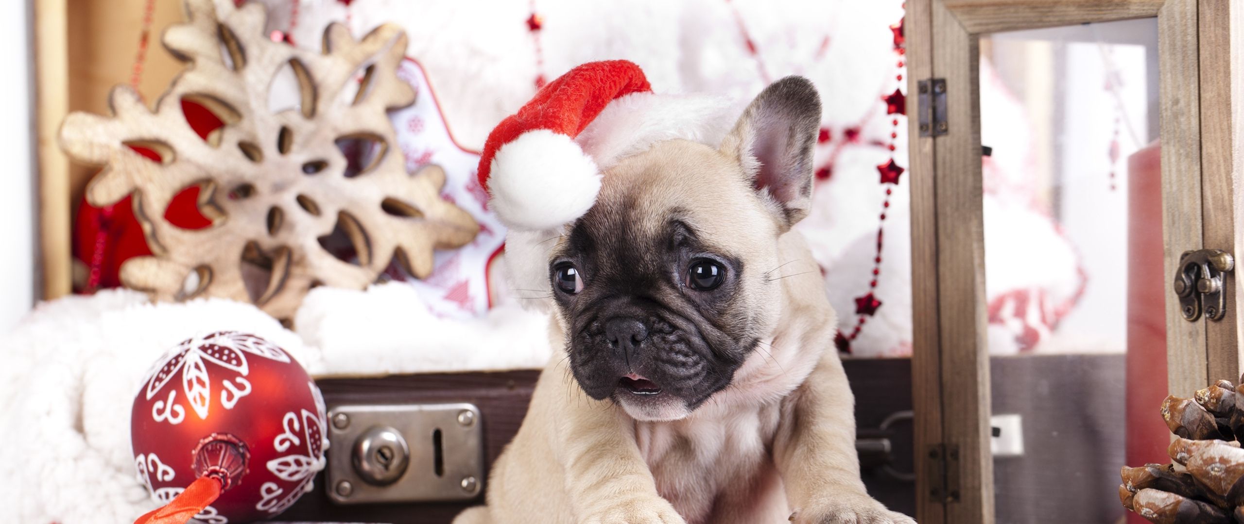 Download puppy, cute animals, Christmas, New Year, 4k Dual Wide display 1080p wallpaper 2560x1080