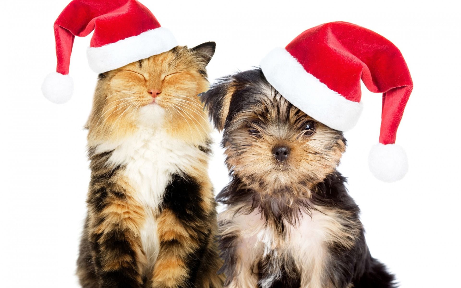 Download wallpaper Christmas, dog and cat, Yorkshire terrier, cute animals, New Year, Christmas hats, friendship concepts for desktop with resolution 1920x1200. High Quality HD picture wallpaper