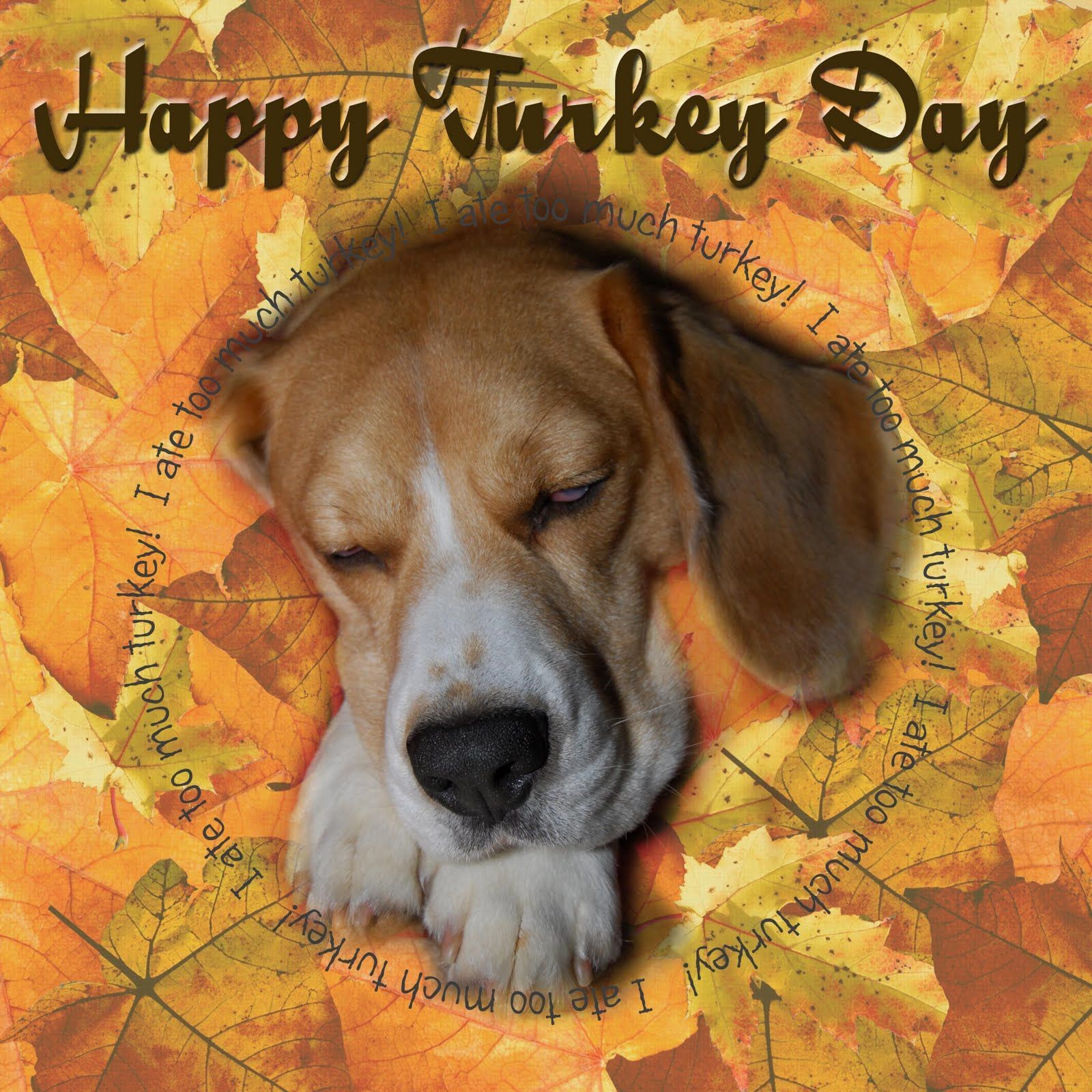 Thanksgiving Dog Wallpaper Featuring