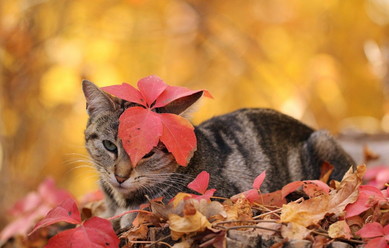 Wallpaper autumn, cat, leaves image for desktop, section кошки