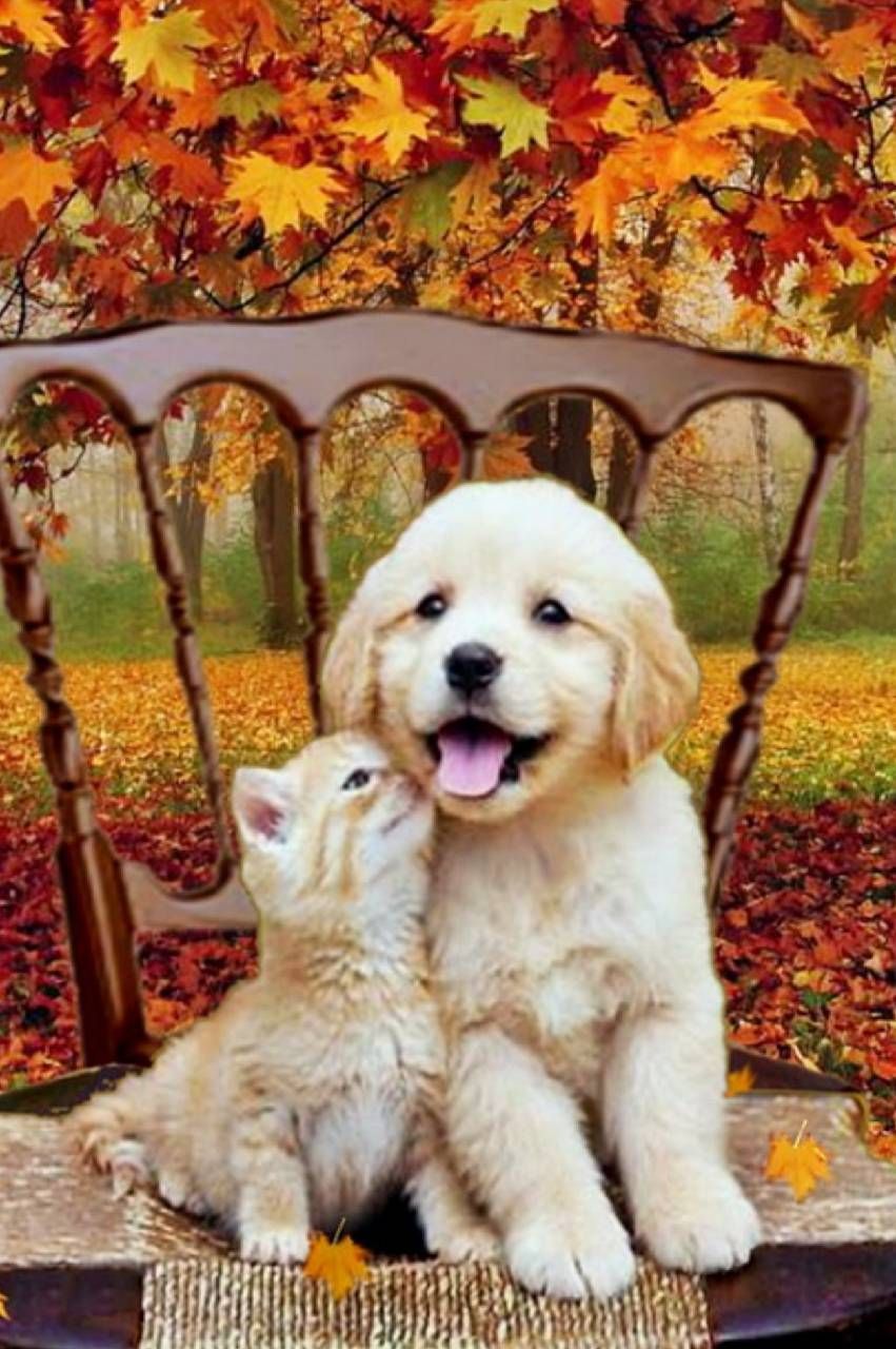 Download Best Friends Wallpaper by xhani_rm now. Browse millions of popular cat Wallpaper and R. Cute animals, Cute dogs, Animals beautiful