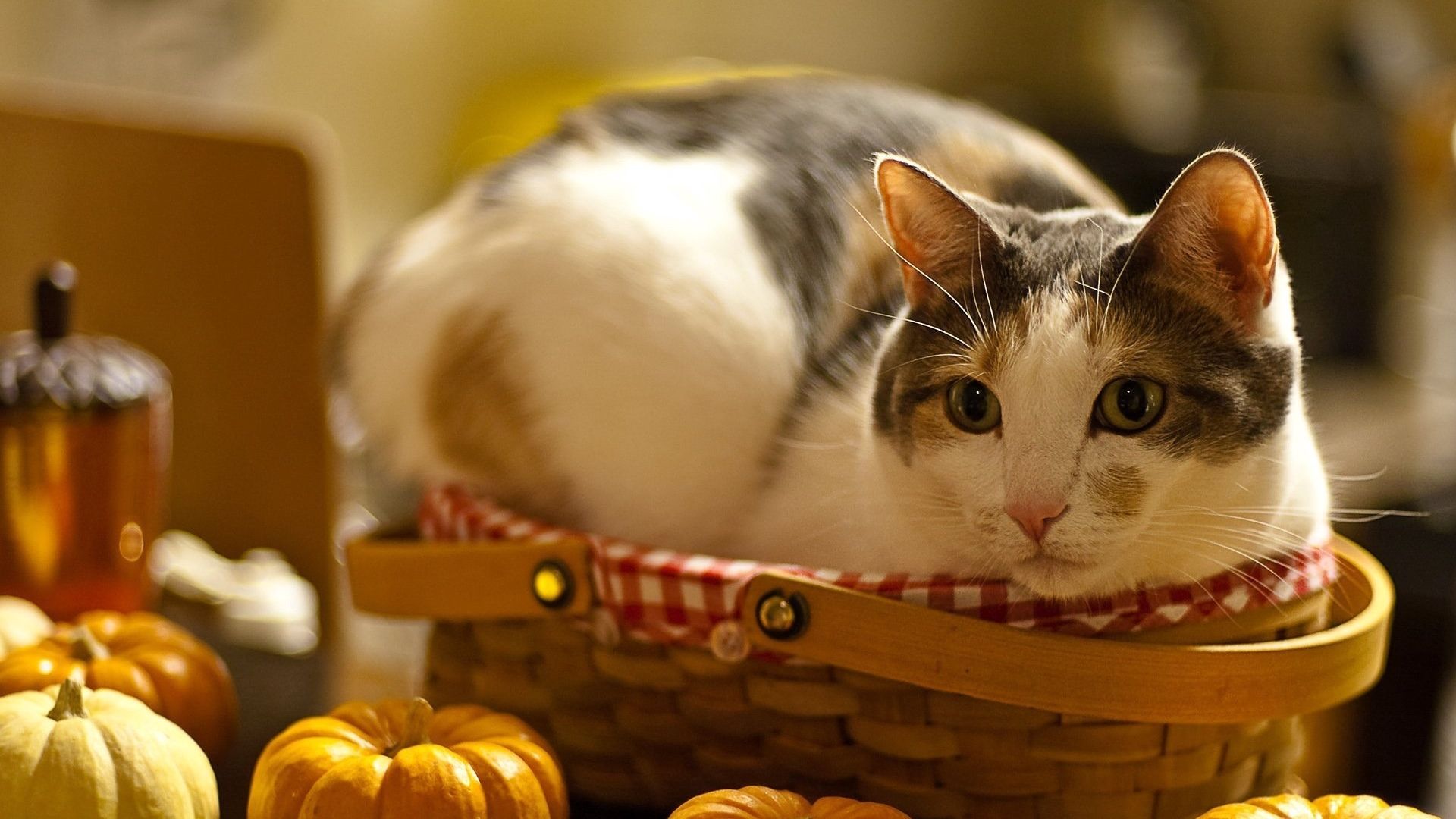 Thanksgiving Cat Wallpaper