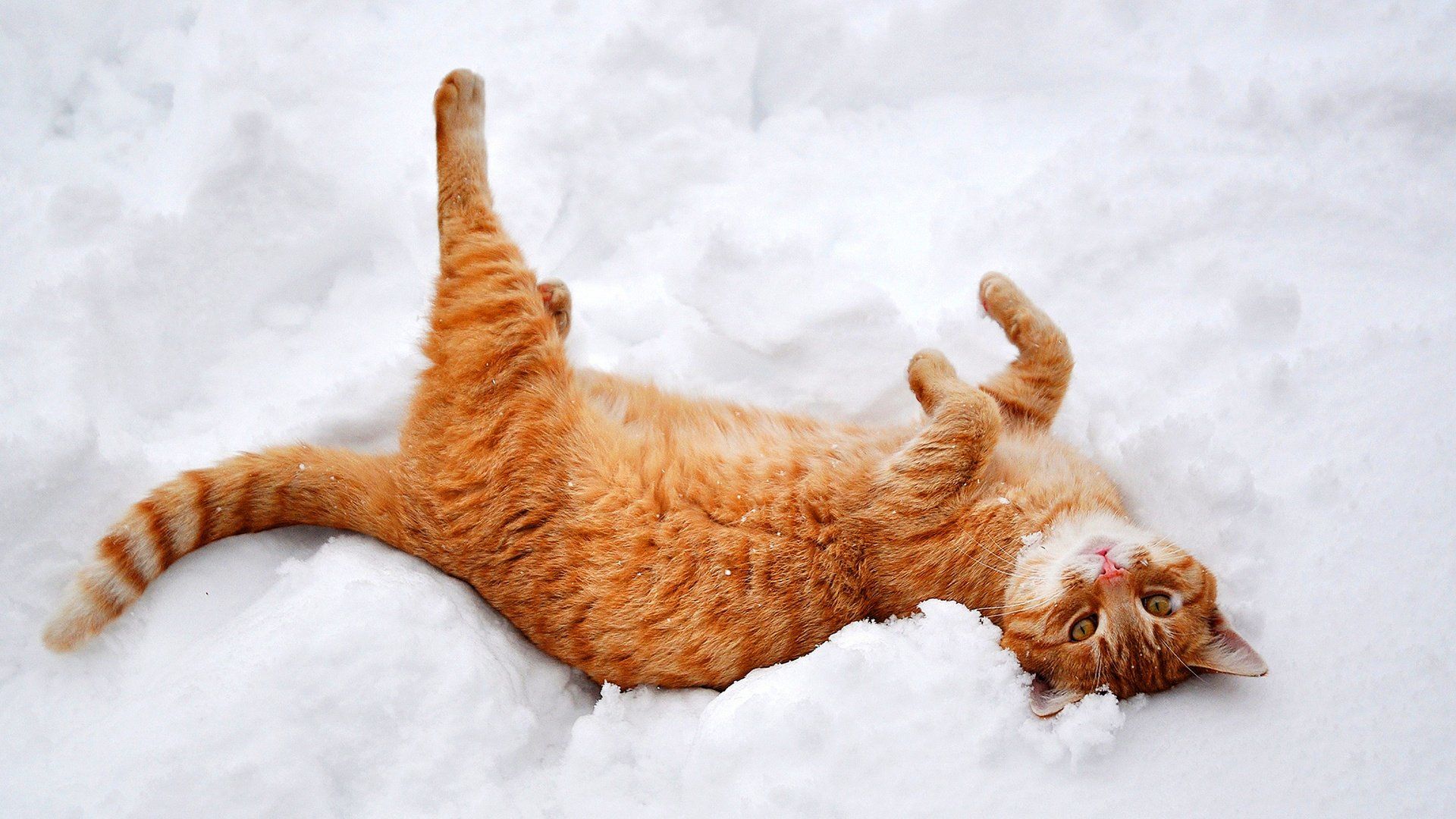 Cat animal cute snow winter mood wallpaperx1080