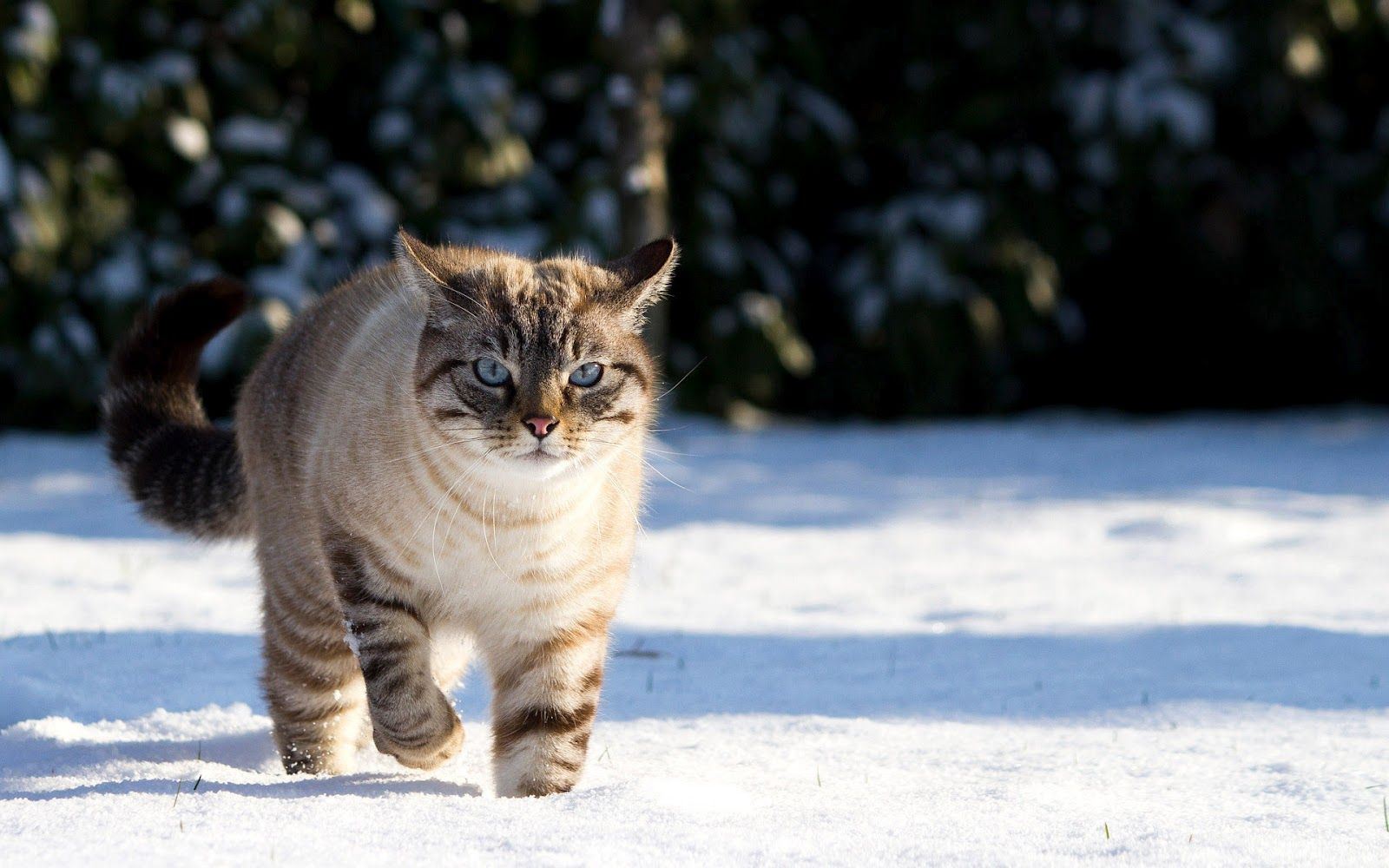 Winter wallpaper with cat in the snow. HD Animals Wallpaper