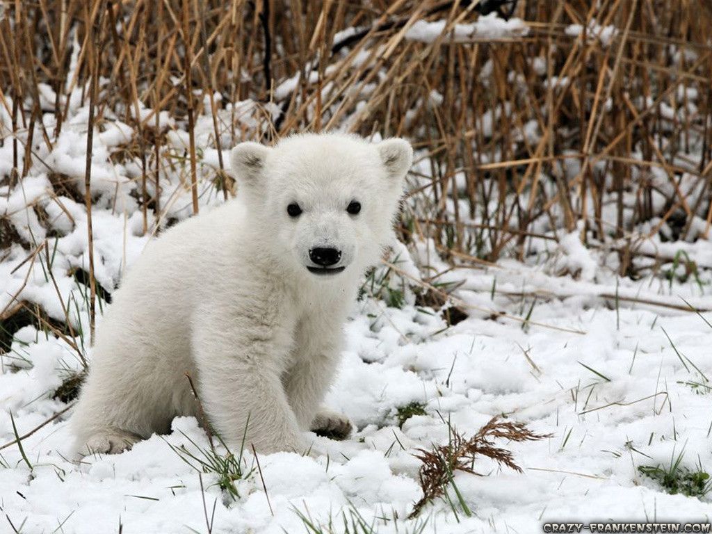 Winter Animal Wallpaper