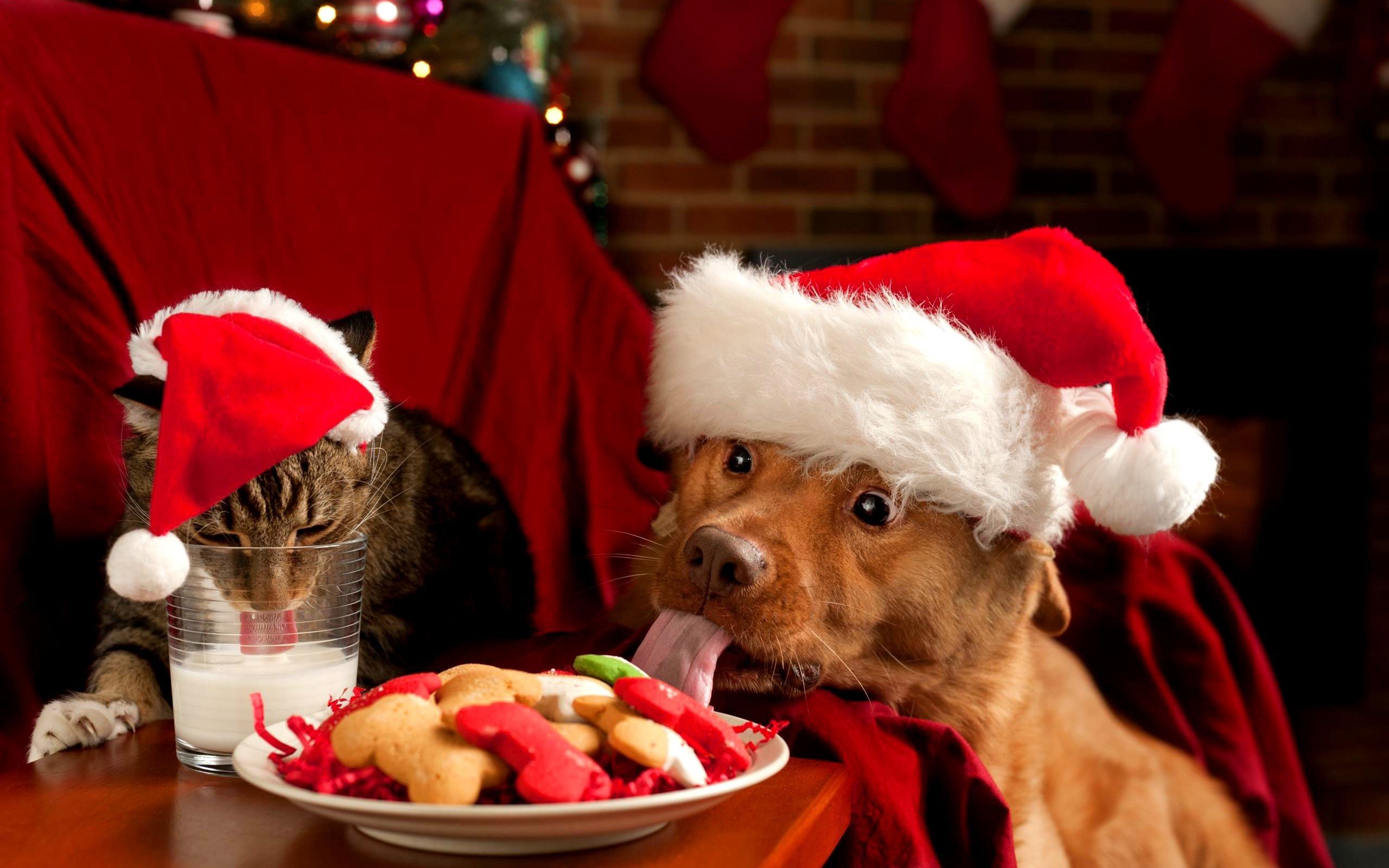 2560x Christmas Puppies And Kittens Wallpaper