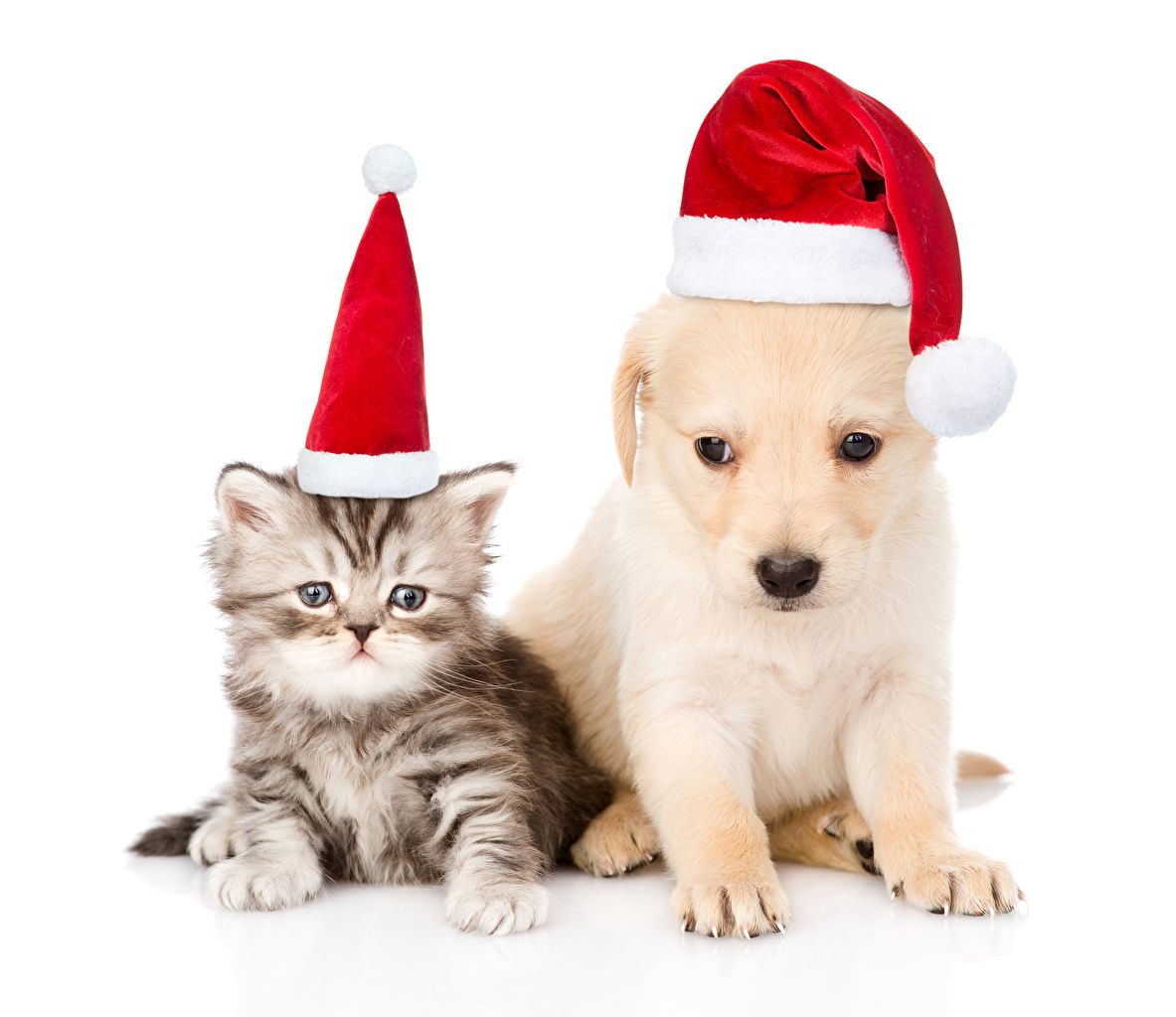 Wallpaper Kittens puppies Retriever Cats Dogs New year Two Winter