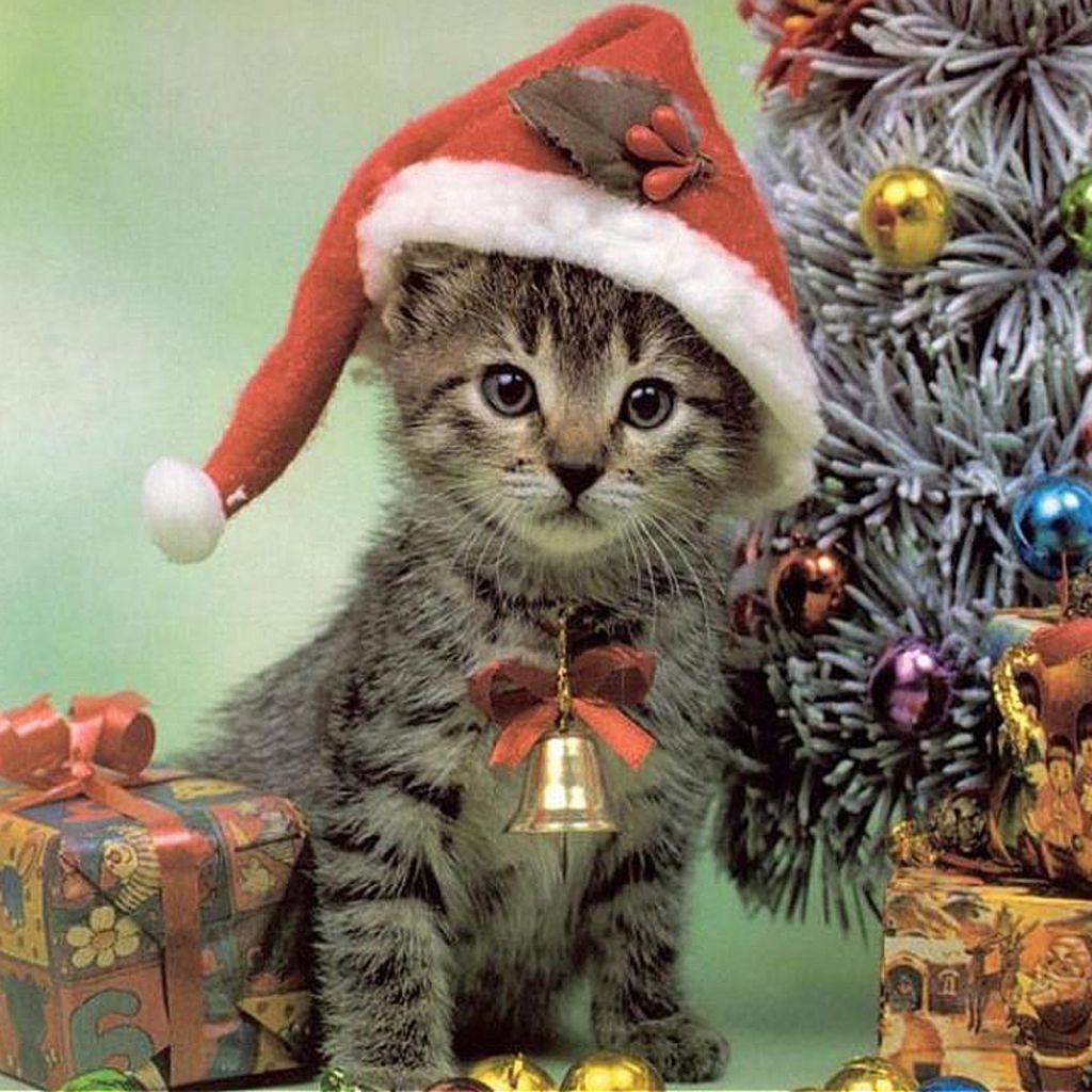 Free Download Christmas Pets iPad Wallpaper Cats. Christmas animals, Christmas kitten, Christmas cats