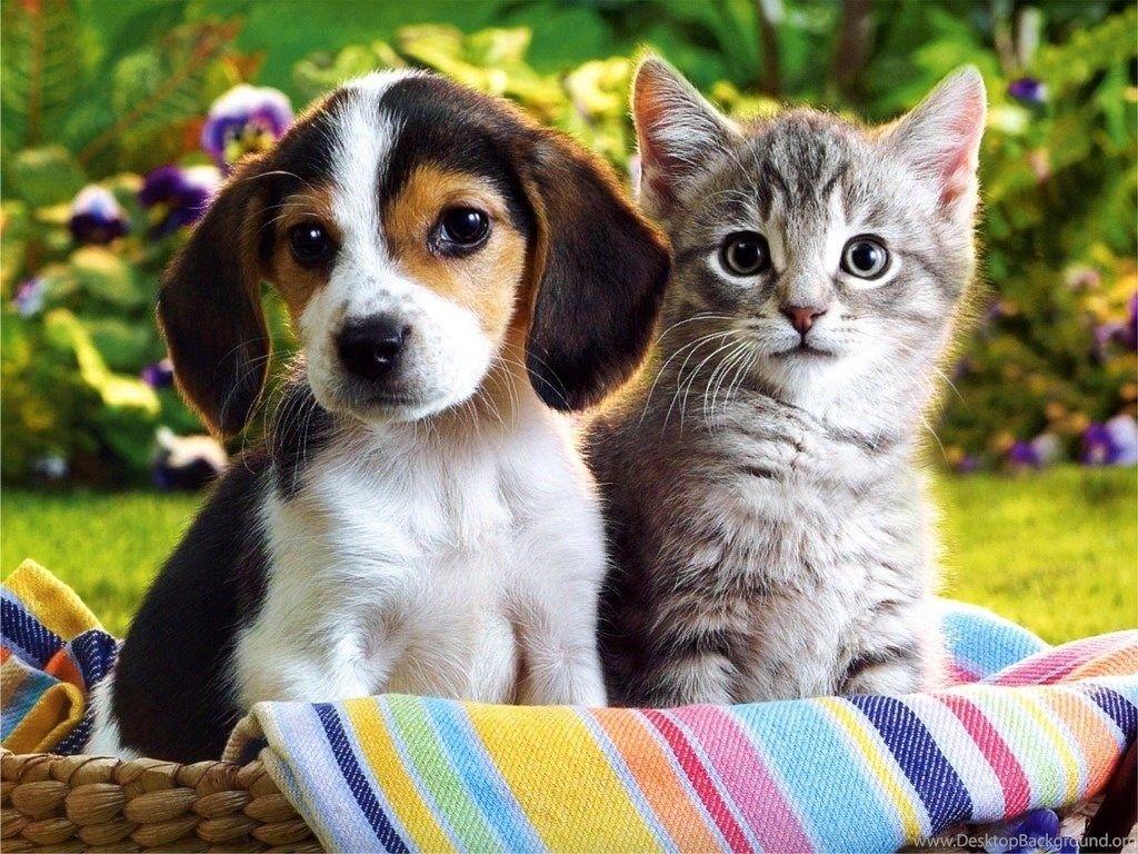 Hd cute puppies and kittens wallpaper Desktop Background