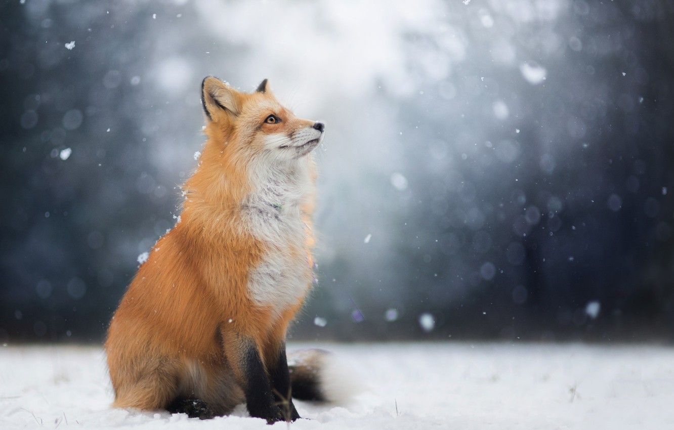 Wallpaper winter, look, face, snow, Fox, Fox image for desktop, section животные