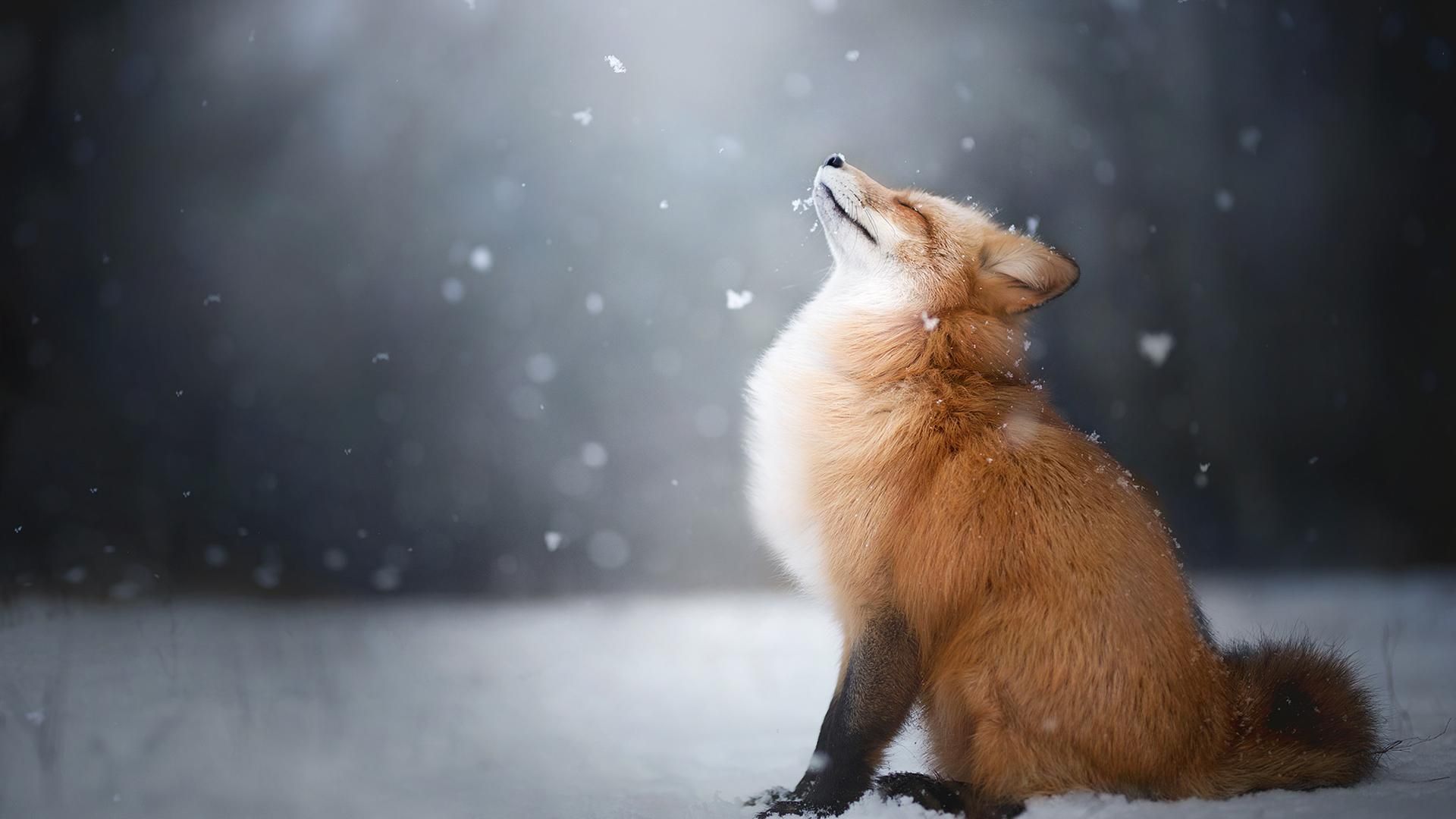 A Fox In The Snow [1920x1080]. Fox background, Animals, Fox