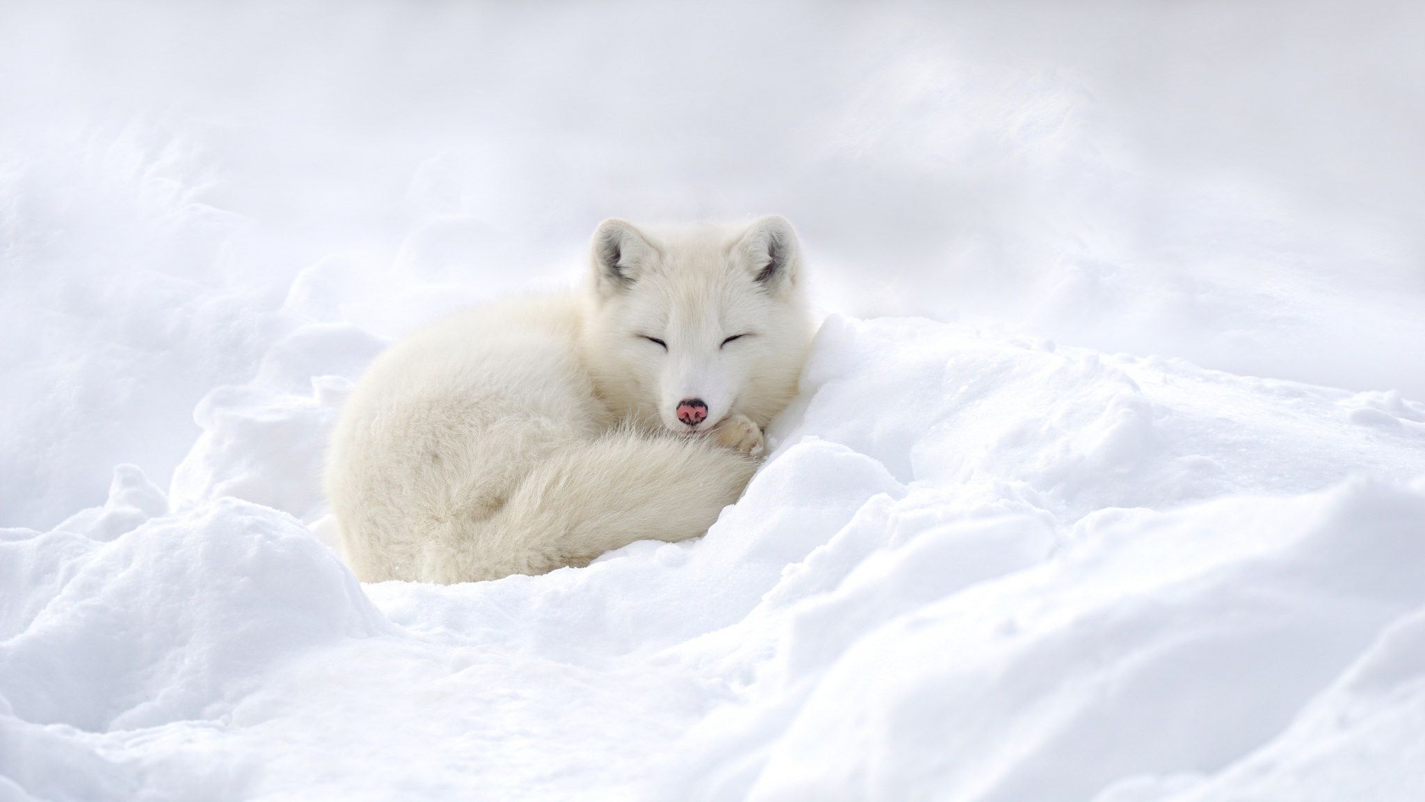 Cute Winter Fox Wallpaper Free Cute Winter Fox Background