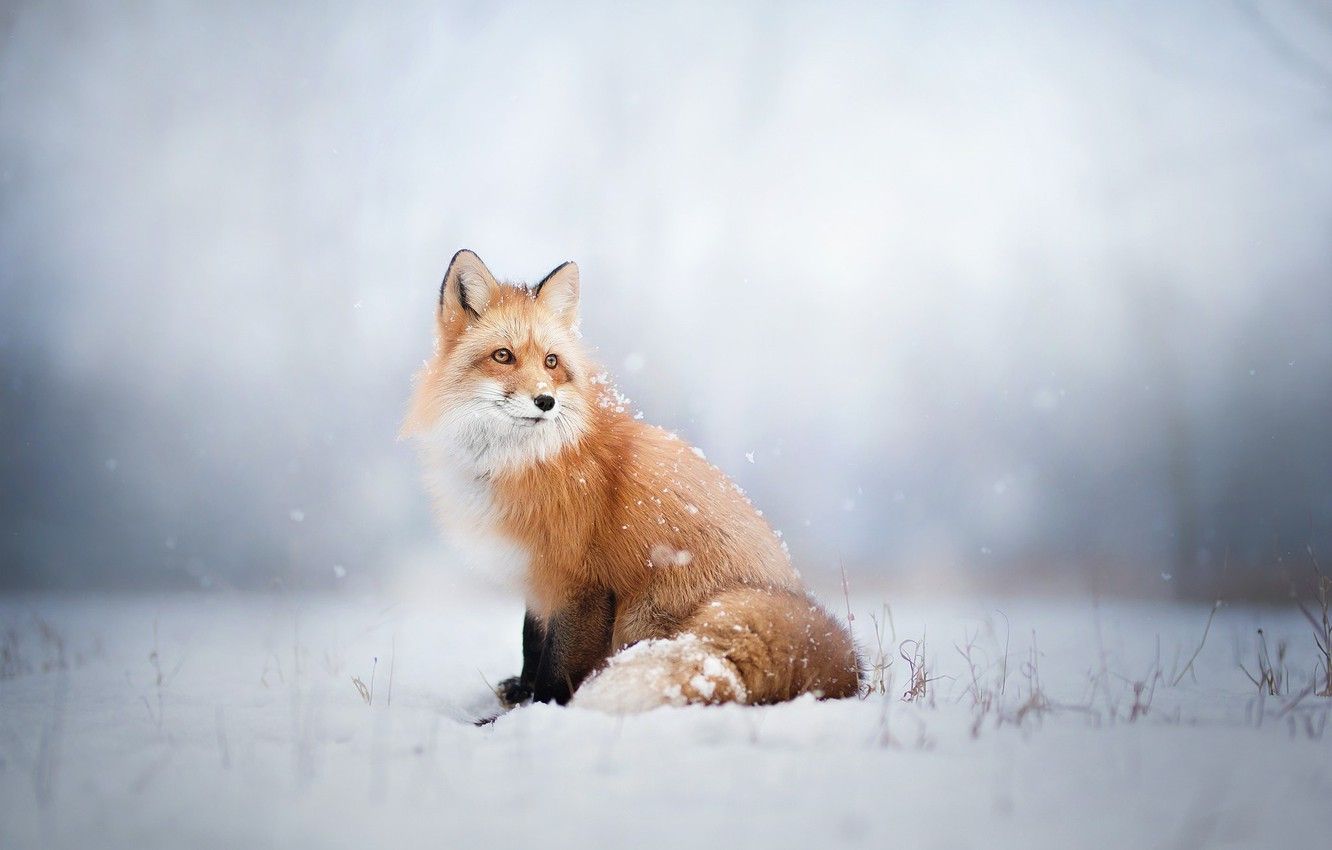 Wallpaper winter, look, snow, Fox, Fox image for desktop, section животные