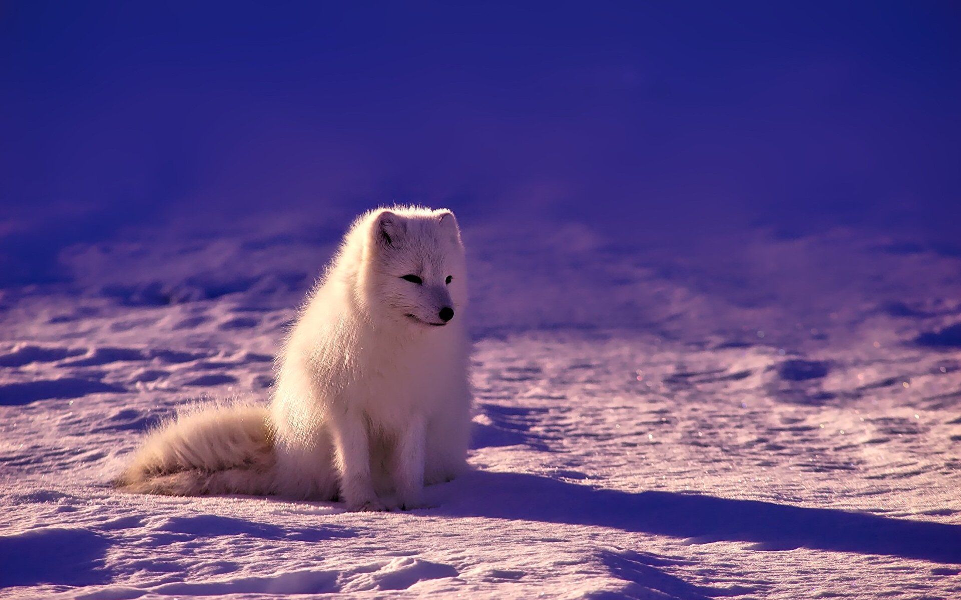 Arctic Fox [1920 x 1200]