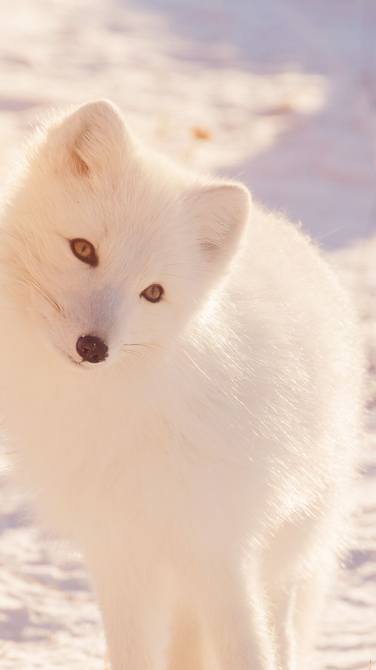 Winter Animal Fox White Flare Wallpaper