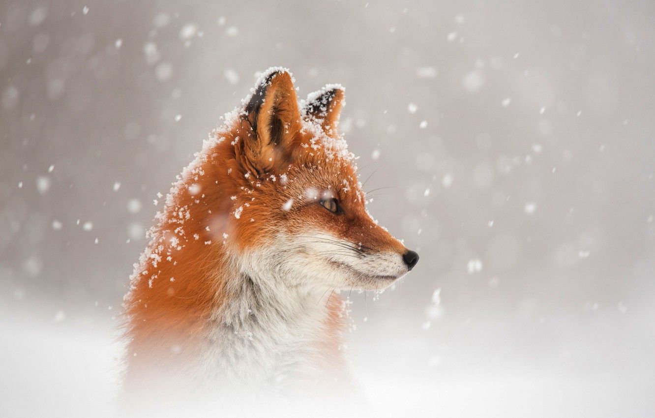 Wallpaper winter, snow, Fox, Fox image for desktop, section животные