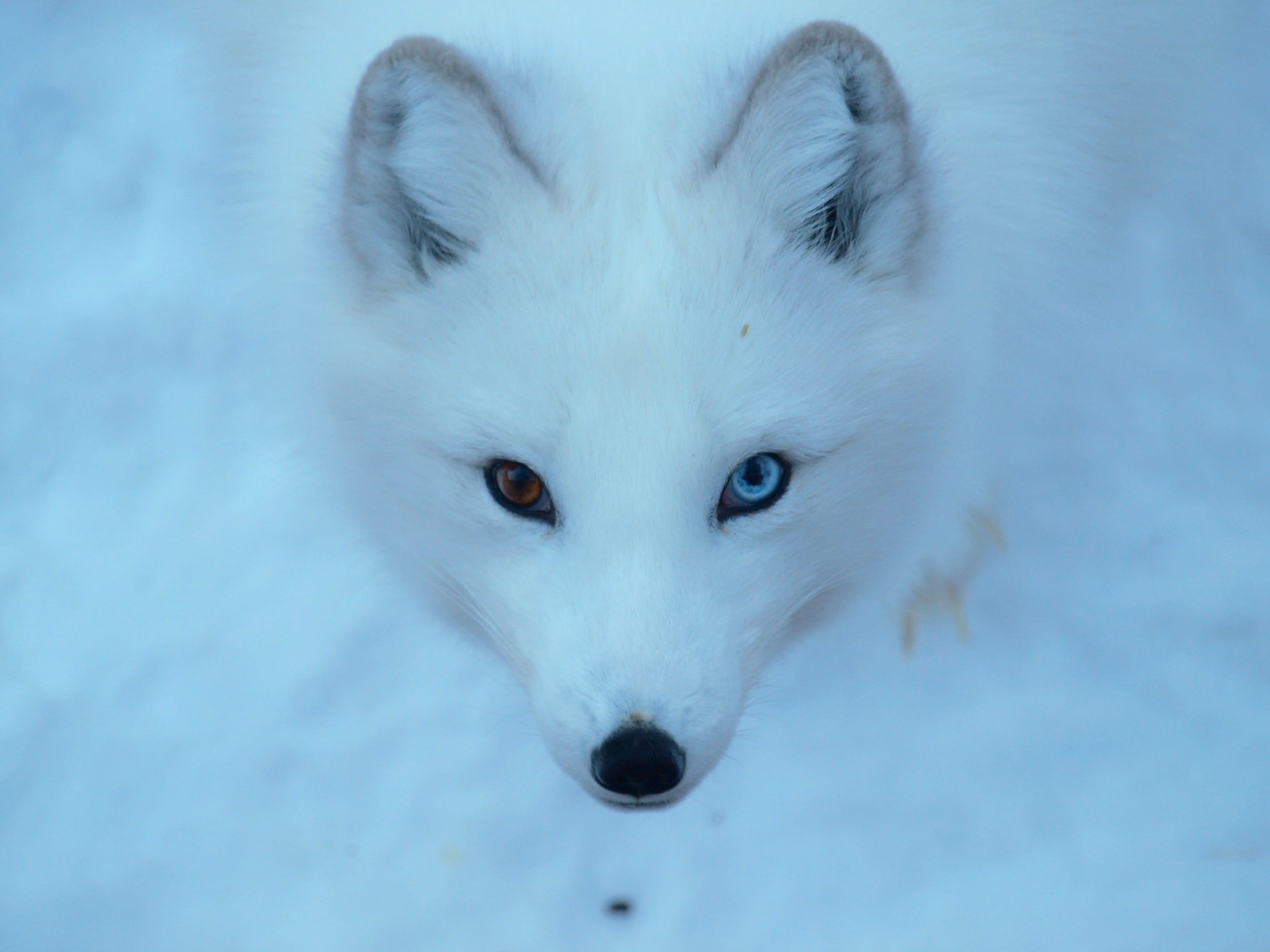 Snow Fox Wallpaper