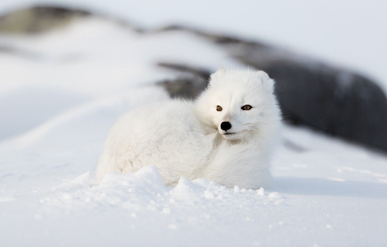 Wallpaper winter, white, look, face, snow, nature, background, the snow, lies, handsome, Fox, Arctic Fox image for desktop, section животные