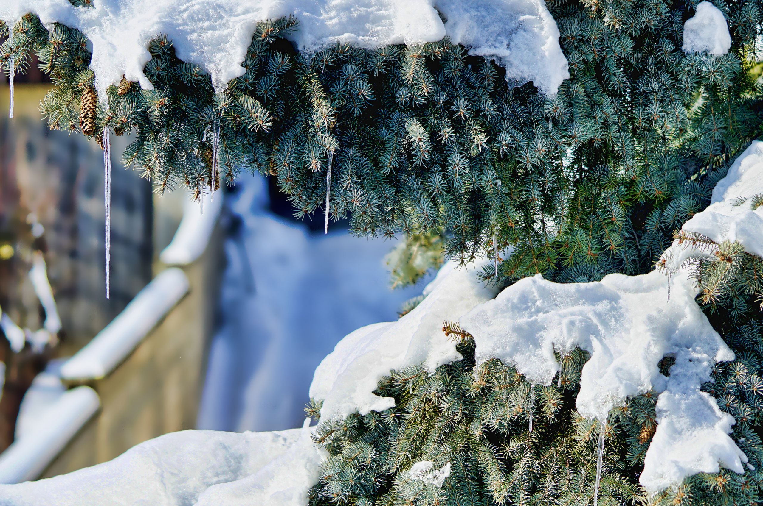 Free download Christmas Snow 4K Chromebook Wallpaper [3840x2160] for your Desktop, Mobile & Tablet. Explore Christmas 4k Wallpaper. Christmas 4k Wallpaper, 4K Christmas Wallpaper, Christmas Wallpaper