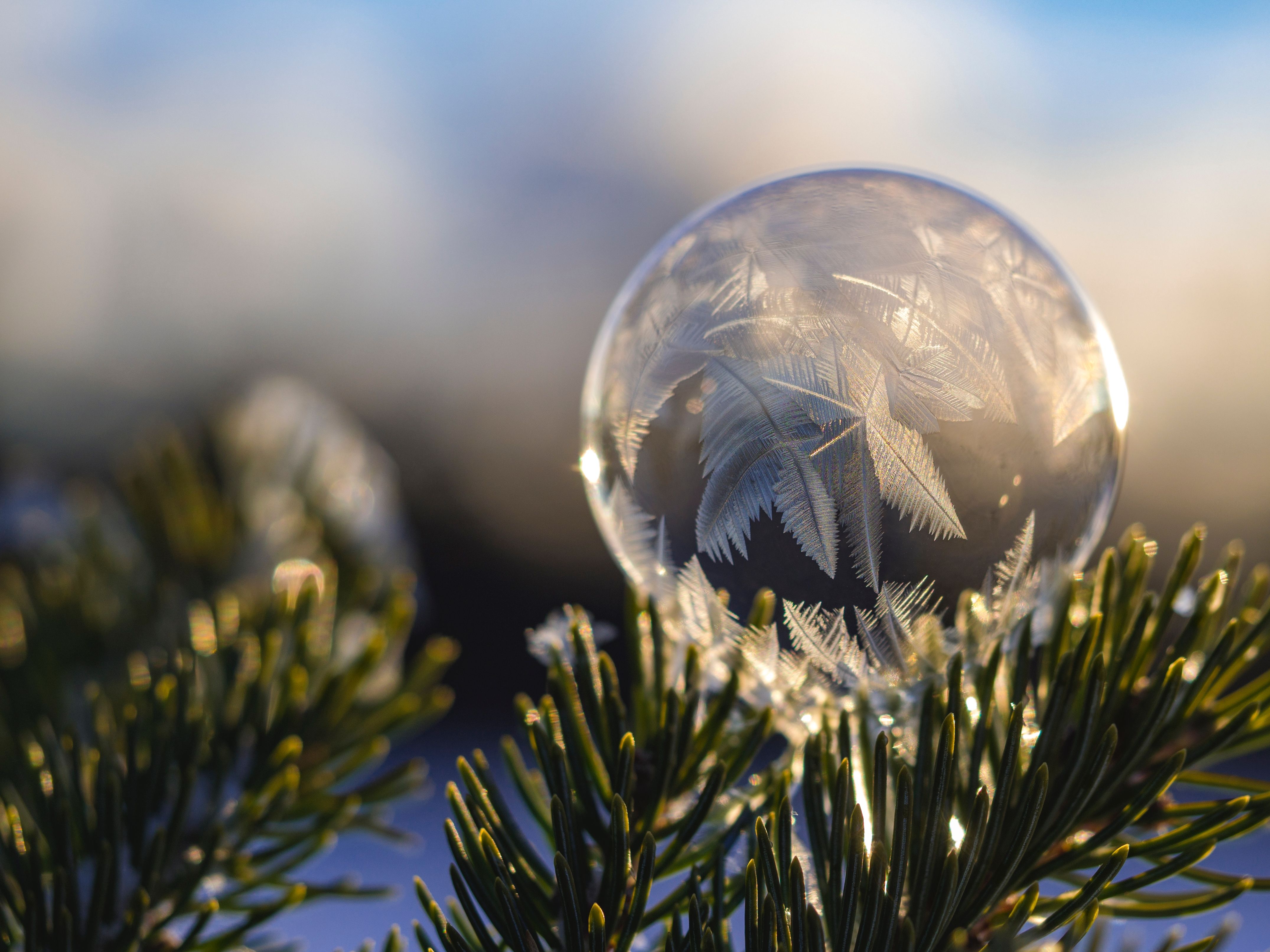Frozen soap bubble on a spruce branch in winter Desktop wallpaper 640x480