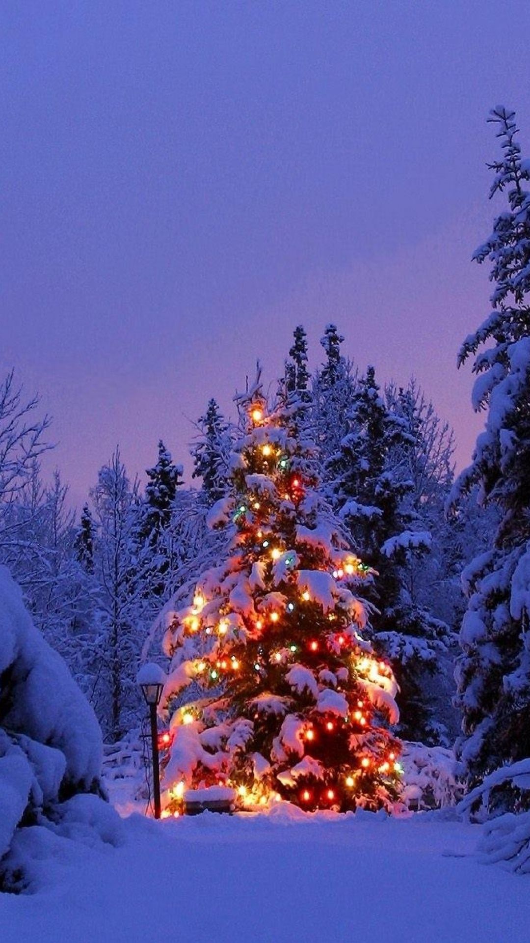 christmas trees in snow