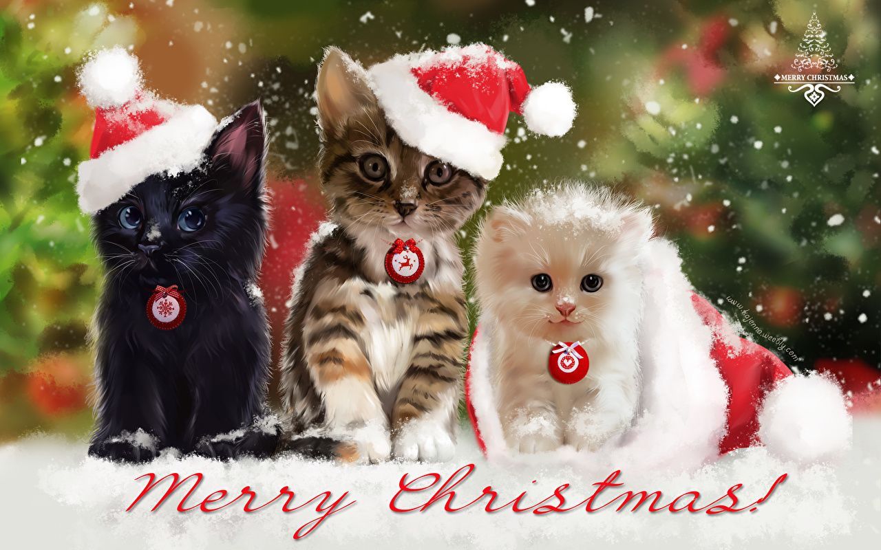 Christmas Kitten Cats Wallpaper Desktop Nexus Animals. Gatos navidad, Animales navideños, Gatos