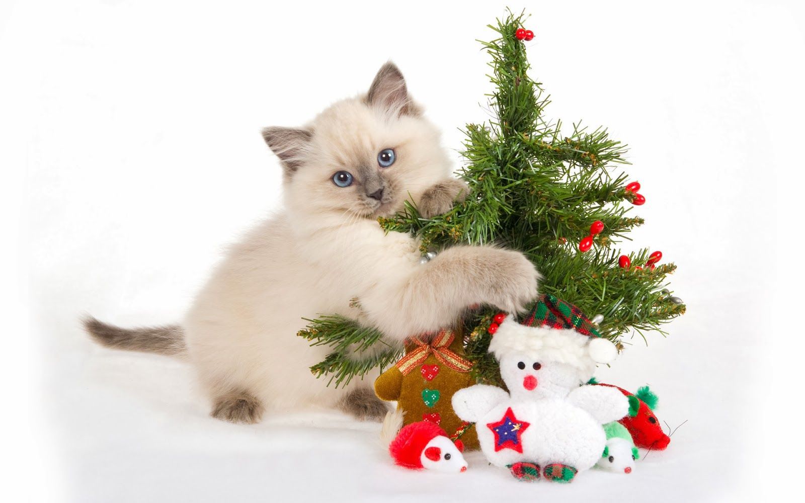 Christmas Gifts For Cat Lovers Christmas Wallpaper. Christmas cats, Funny cat christmas cards, Christmas kitten