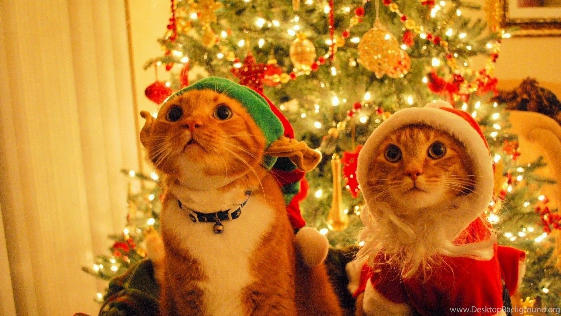 Two Cats Merry Christmas Wallpaper Free Downlo Desktop Background