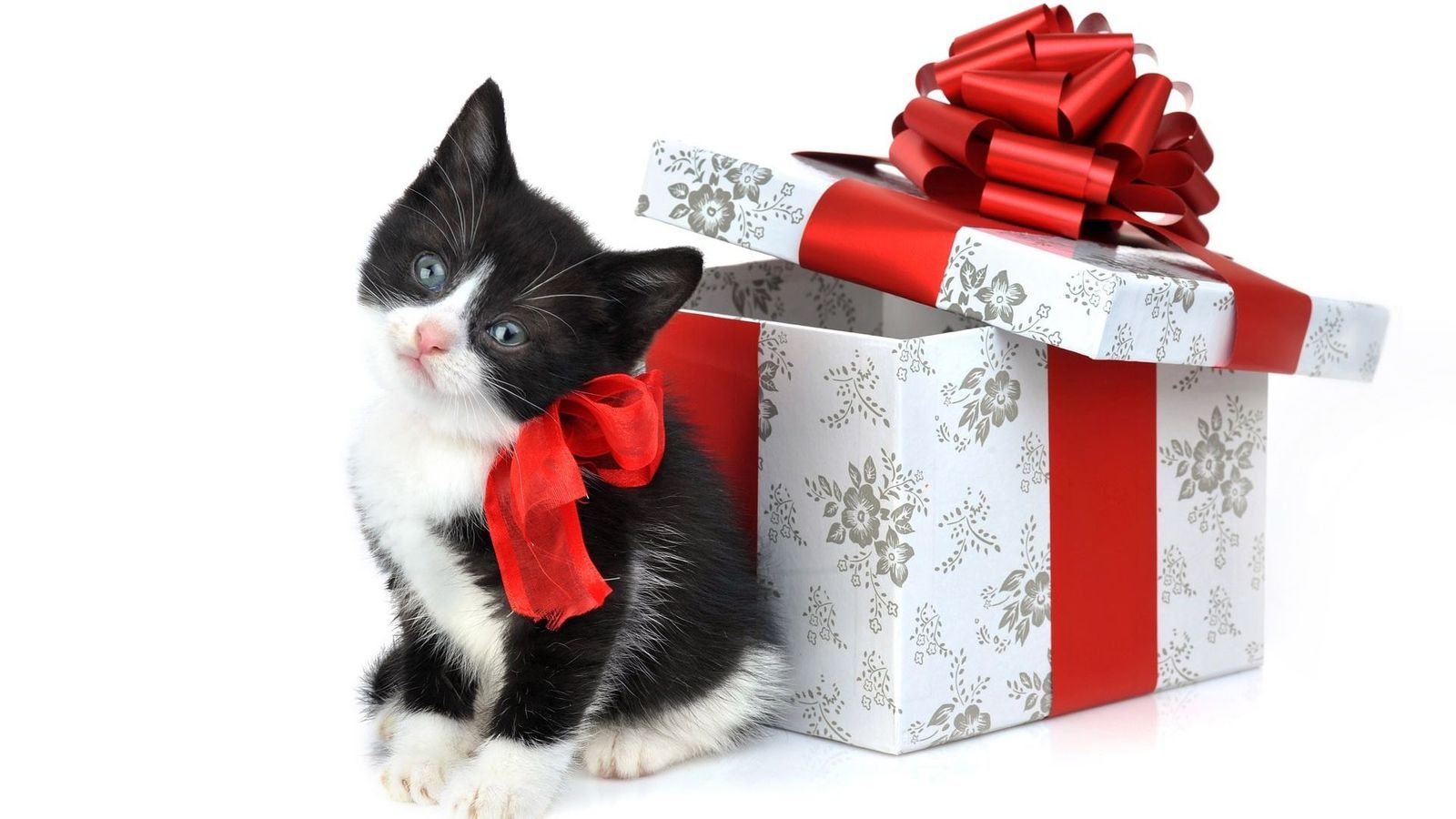 Holiday Christmas Cute Cat Wallpaper