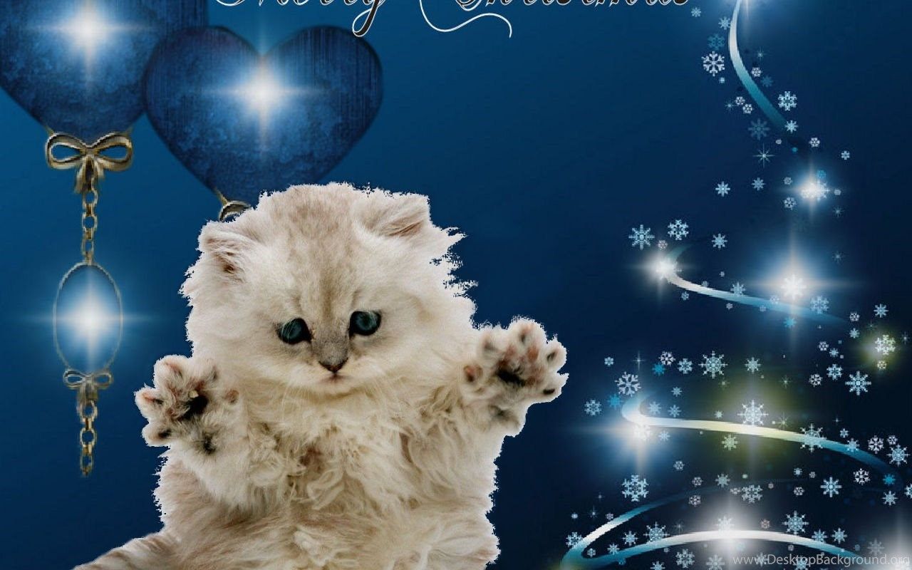 Merry Christmas Cat Christmas Wallpaper Fanpop Desktop Background