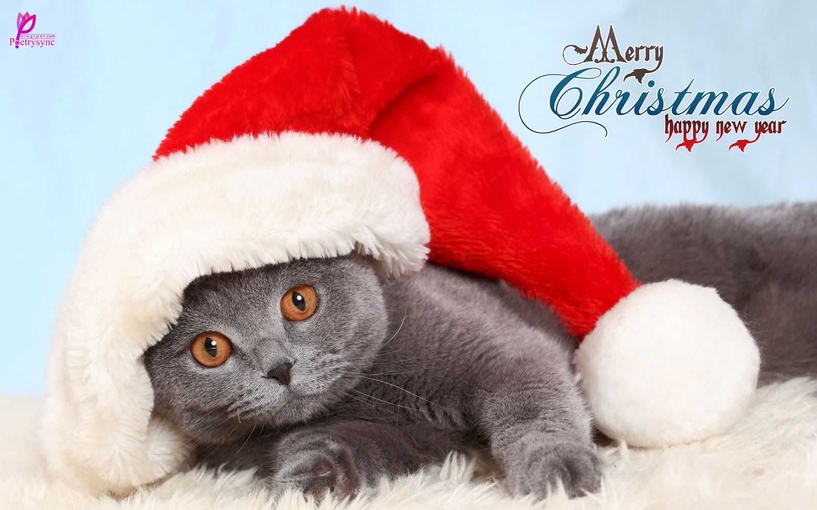 Cute Christmas Wishes Wallpaper For Kids With Quotes Merry Christmas Cat HD Wallpaper