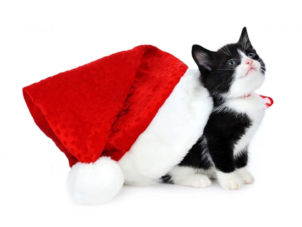 Cute Christmas Cat Wallpaper Free Cute Christmas Cat Background