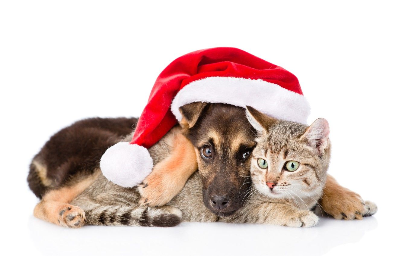 Wallpaper cat, dog, New Year, Christmas, Christmas, dog, Merry Christmas, Xmas, funny, cute, decoration, santa hat, symbol - for desktop, section животные