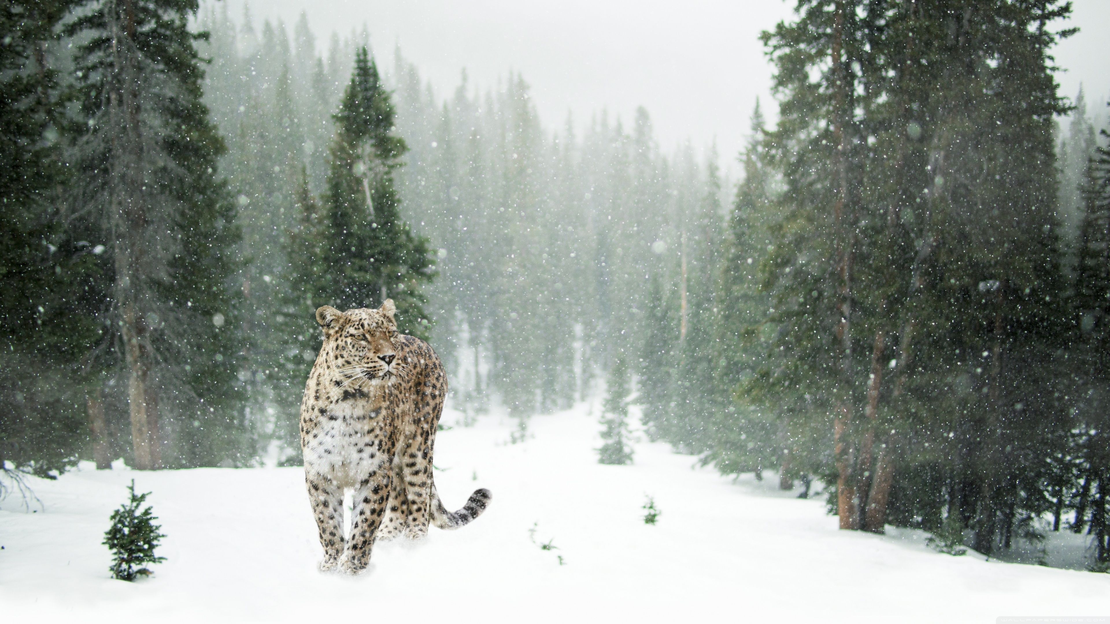 Persian Leopard in Winter 4K wallpaper