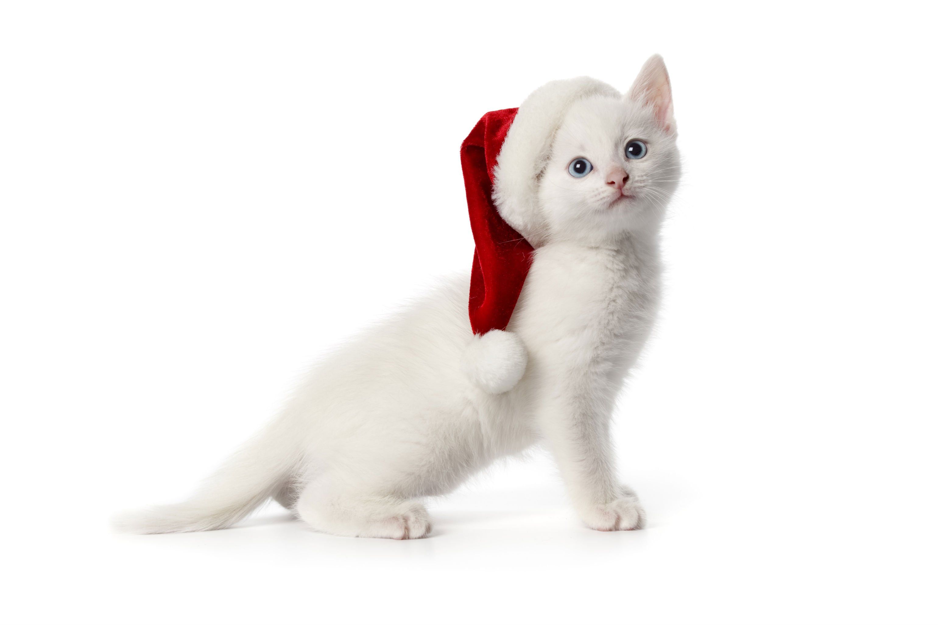 Free download Cute Merry Christmas Cat Computer Desktop HD Wallpaper Stylish HD [3080x2054] for your Desktop, Mobile & Tablet. Explore Cute Merry Christmas Wallpaper. Christmas Wallpaper For Desktop, Free