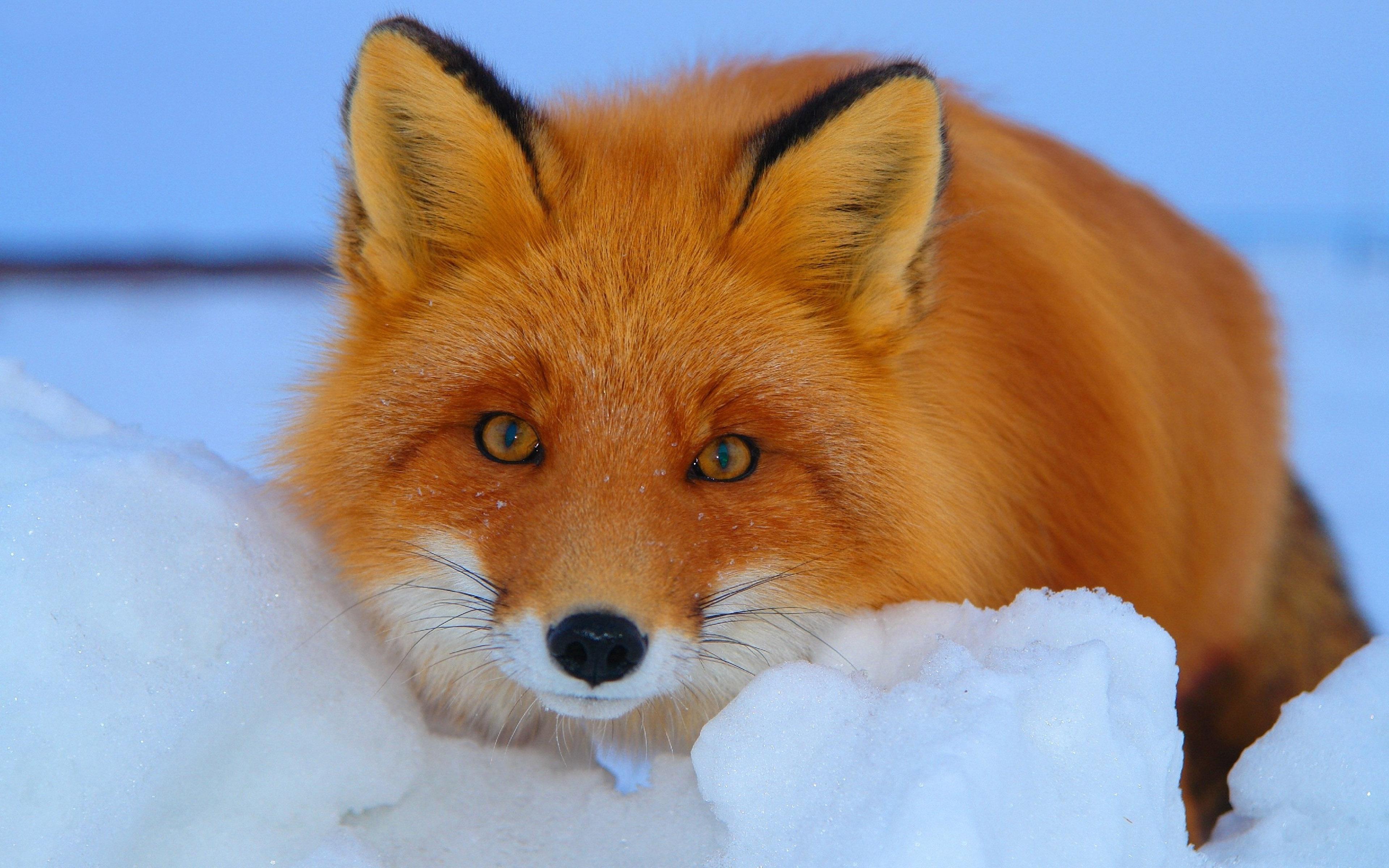 Fox Red Fur Co Winter Snow 4K wallpaper