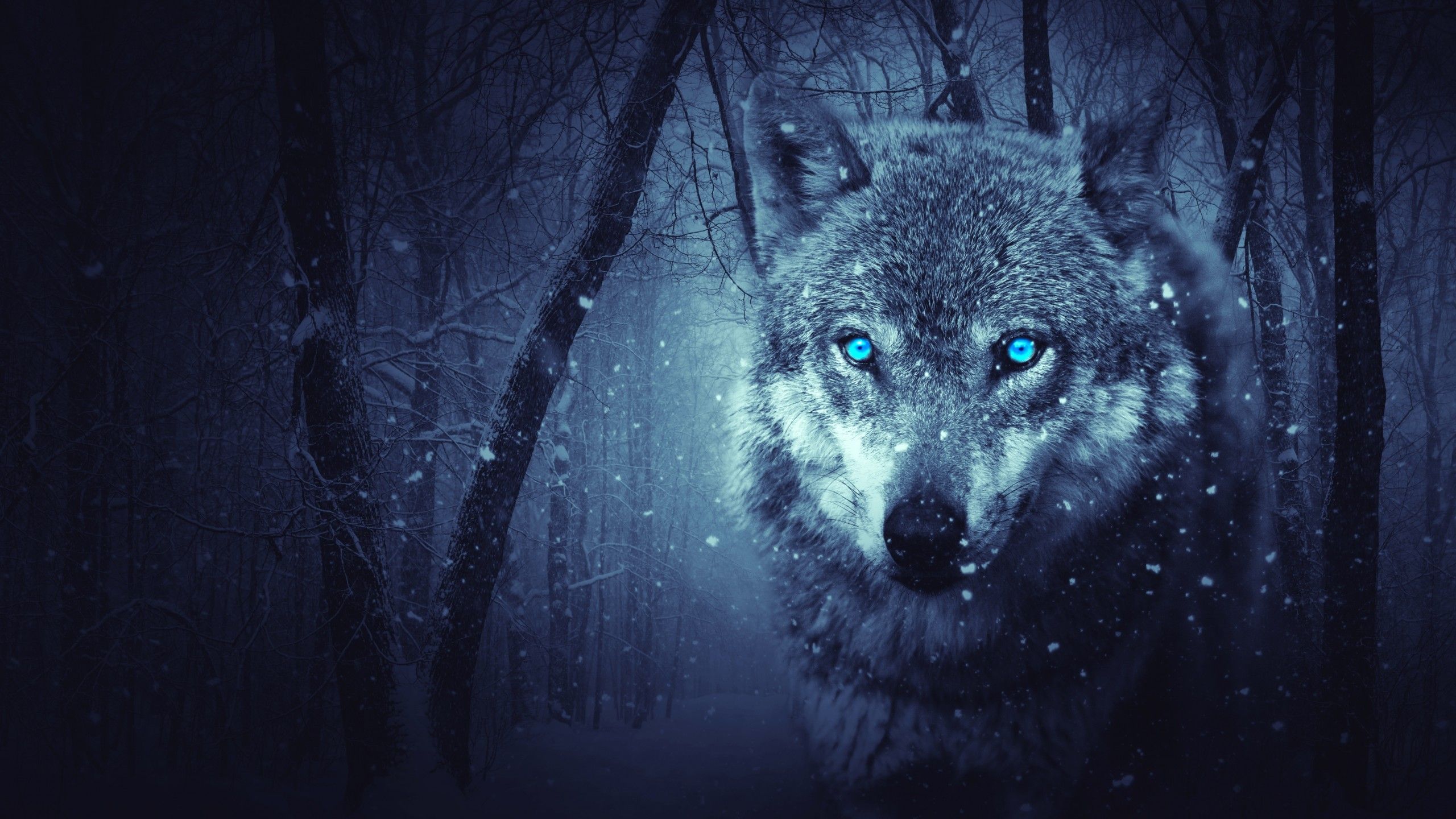 Wolf 4K Wallpaper, Blue eyes, Snowfall, Winter, Night, Forest, 5K, Animals
