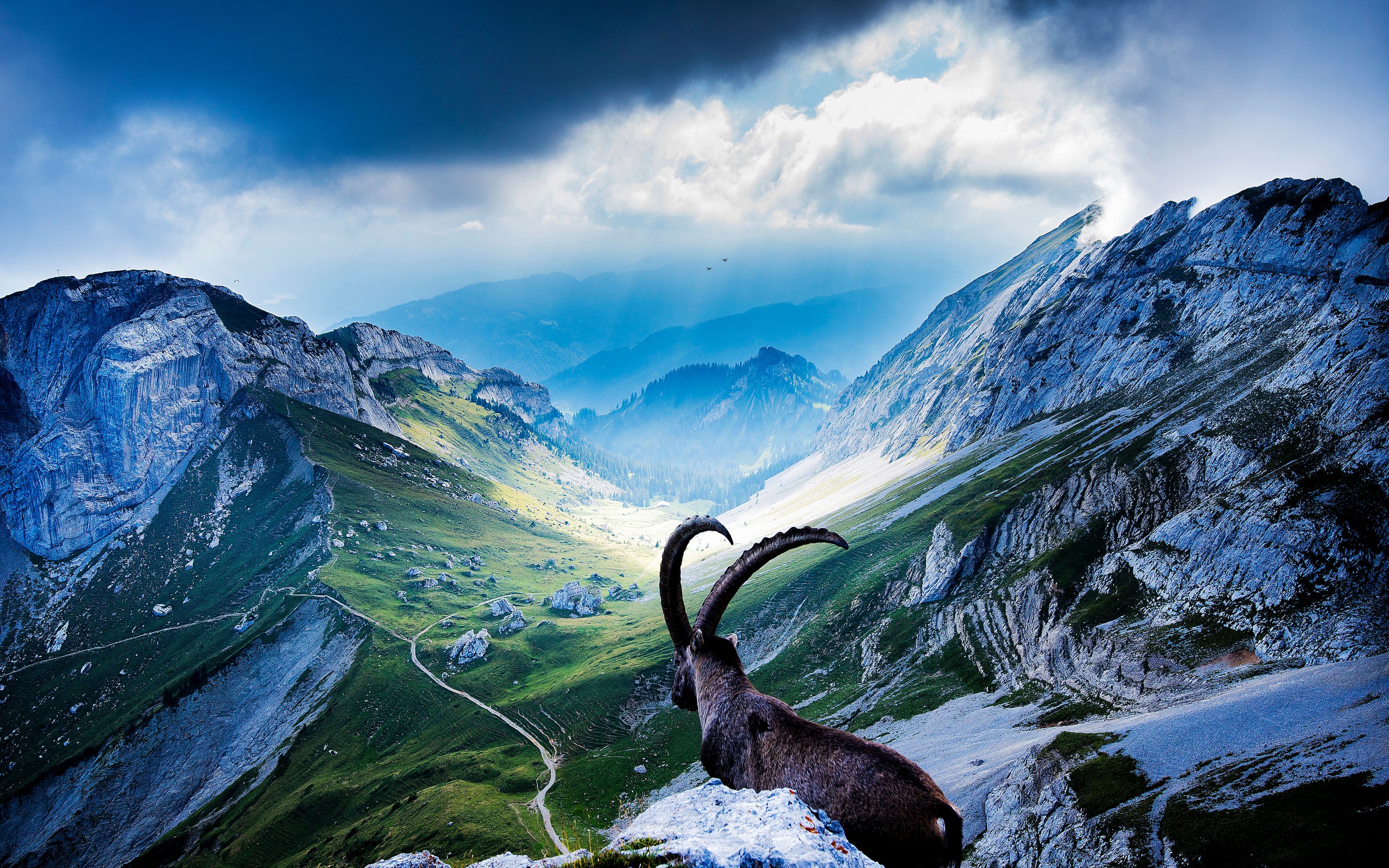 Alpine Ibex Wallpaper Wallpaper & Background Download