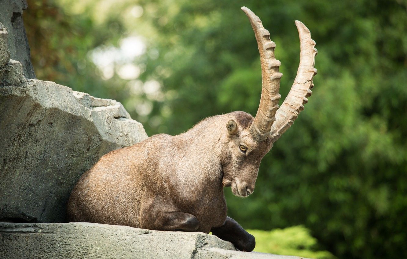 Wallpaper stone, Alpine, mountain goat, ibex image for desktop, section животные