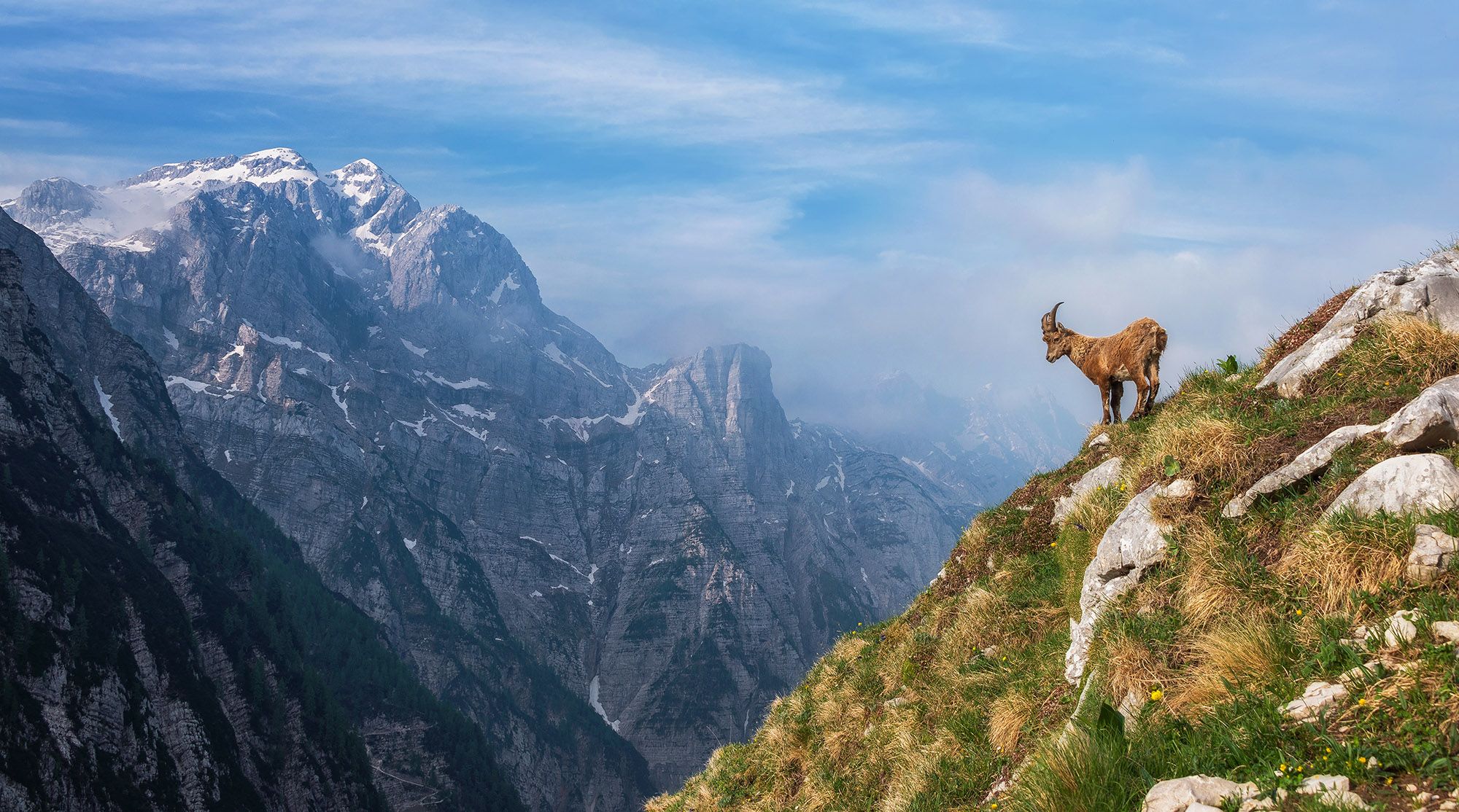 Dreamy Pixel. Alpine Ibex in the Julian Alps