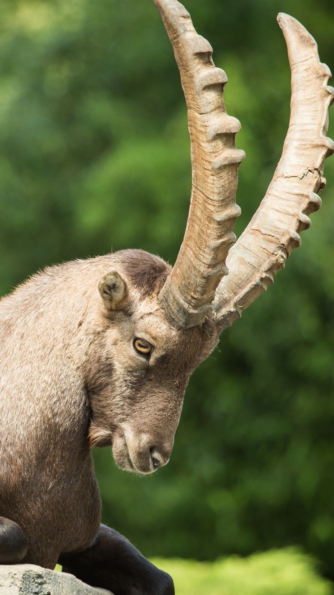 Mountain Goat, Ibex, Claw 1080x1920 IPhone 8 7 6 6S Plus Wallpaper, Background, Picture, Image