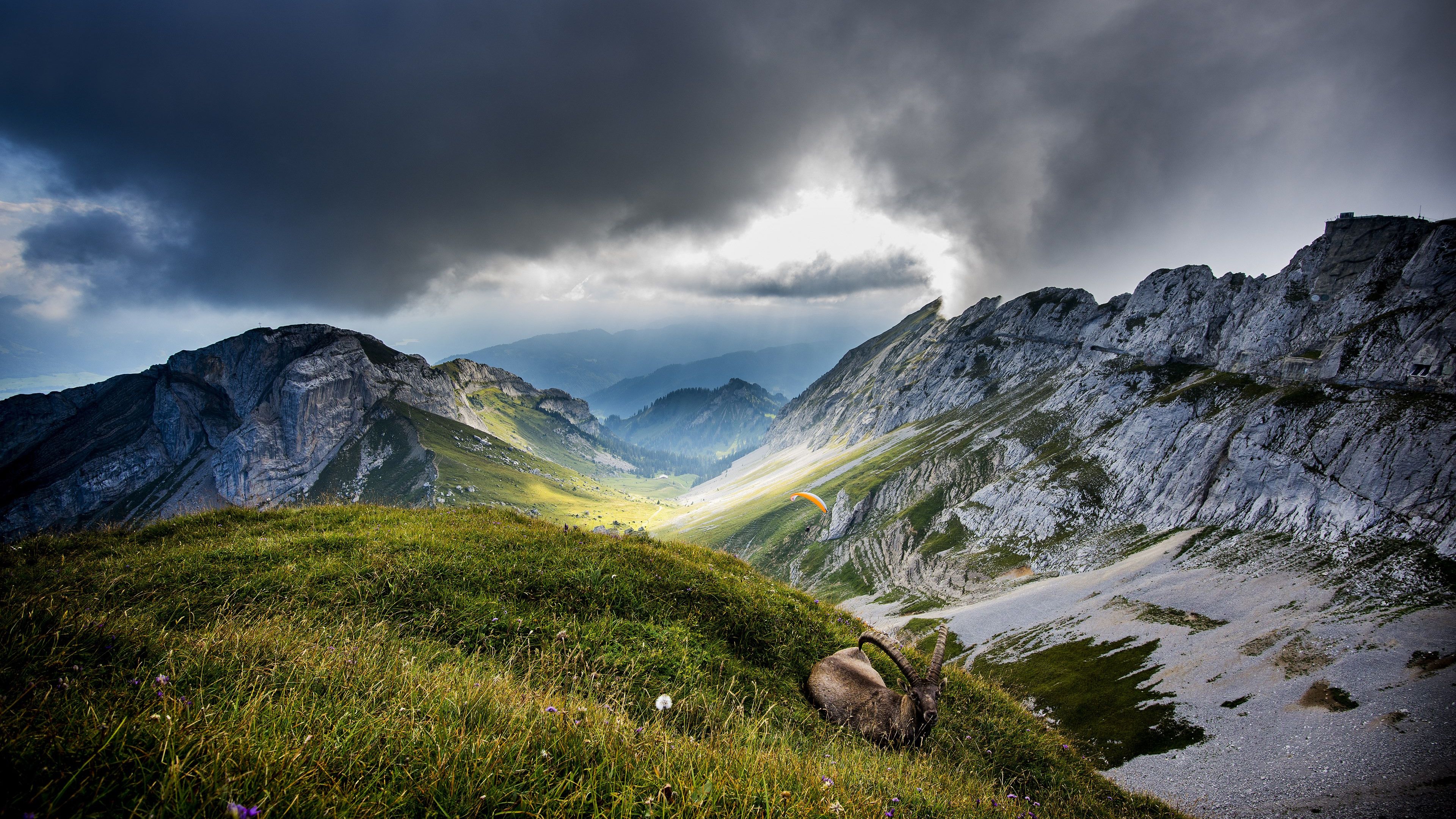 Download wallpaper: Ibex on Mount Pilatus 3840x2160