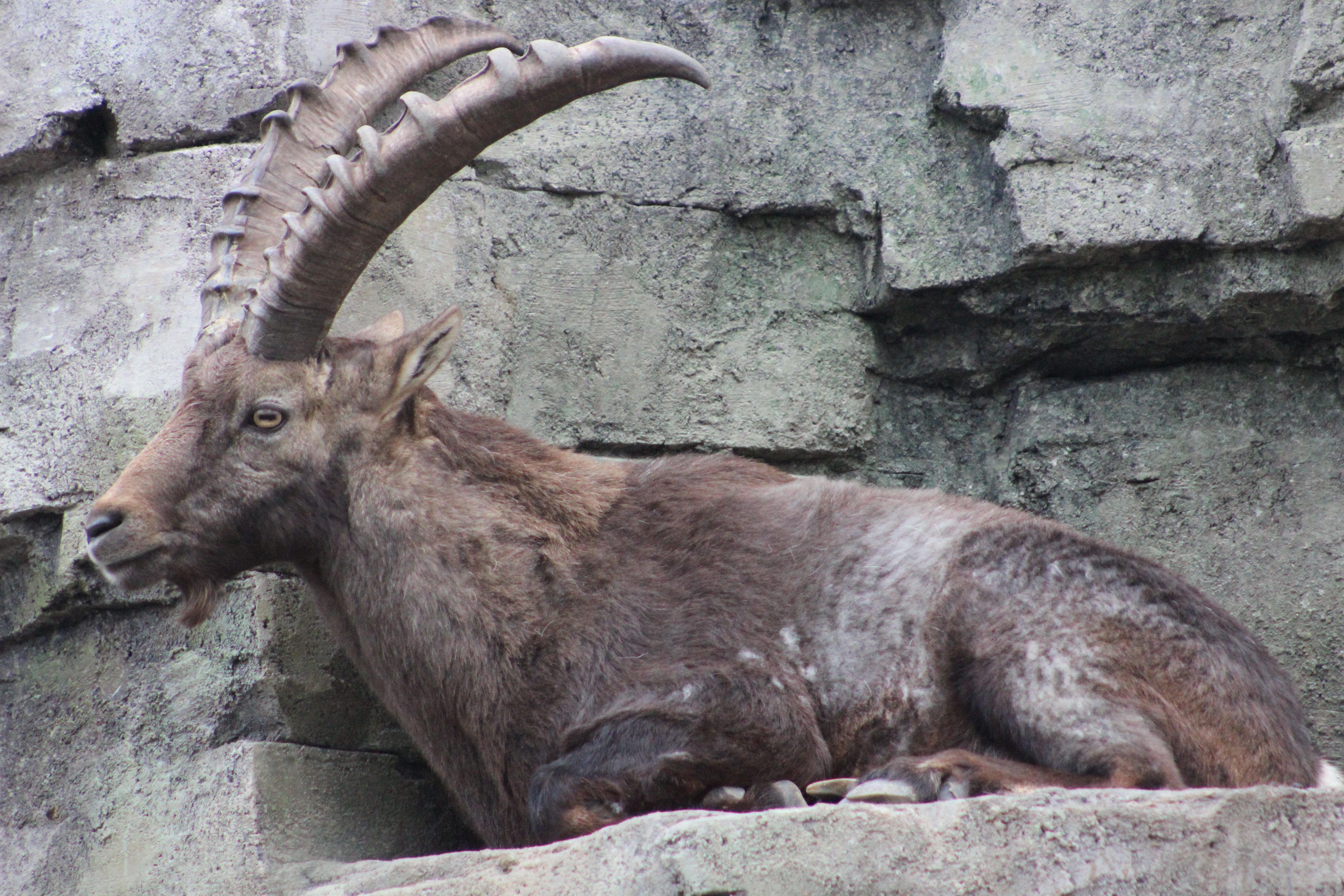 Ibex Wallpaper. Ibex Wallpaper, Ibex Ubuntu Background and Ibex Background